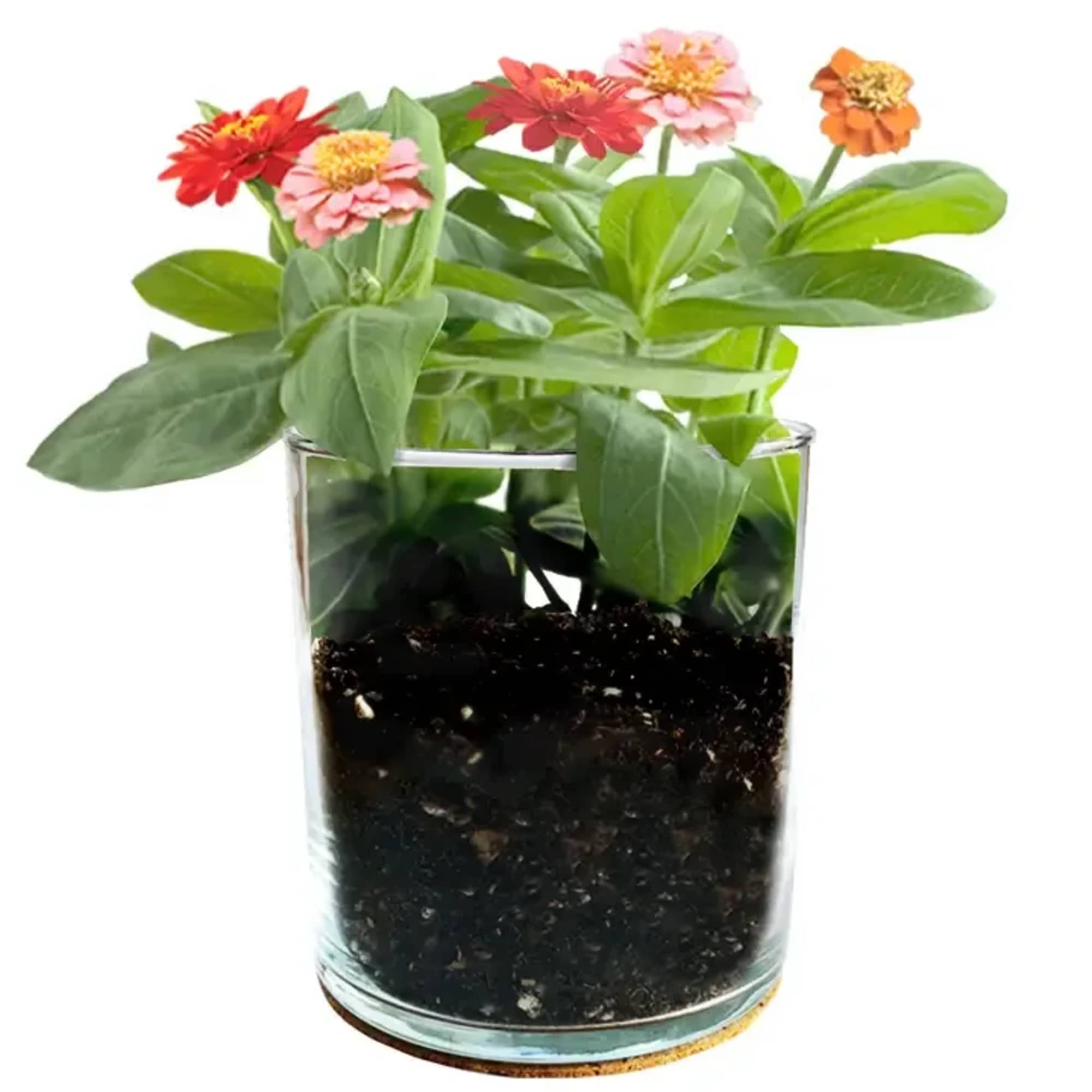 Grow moms love with this complete starter set of soil and seed, photo 2 of 2