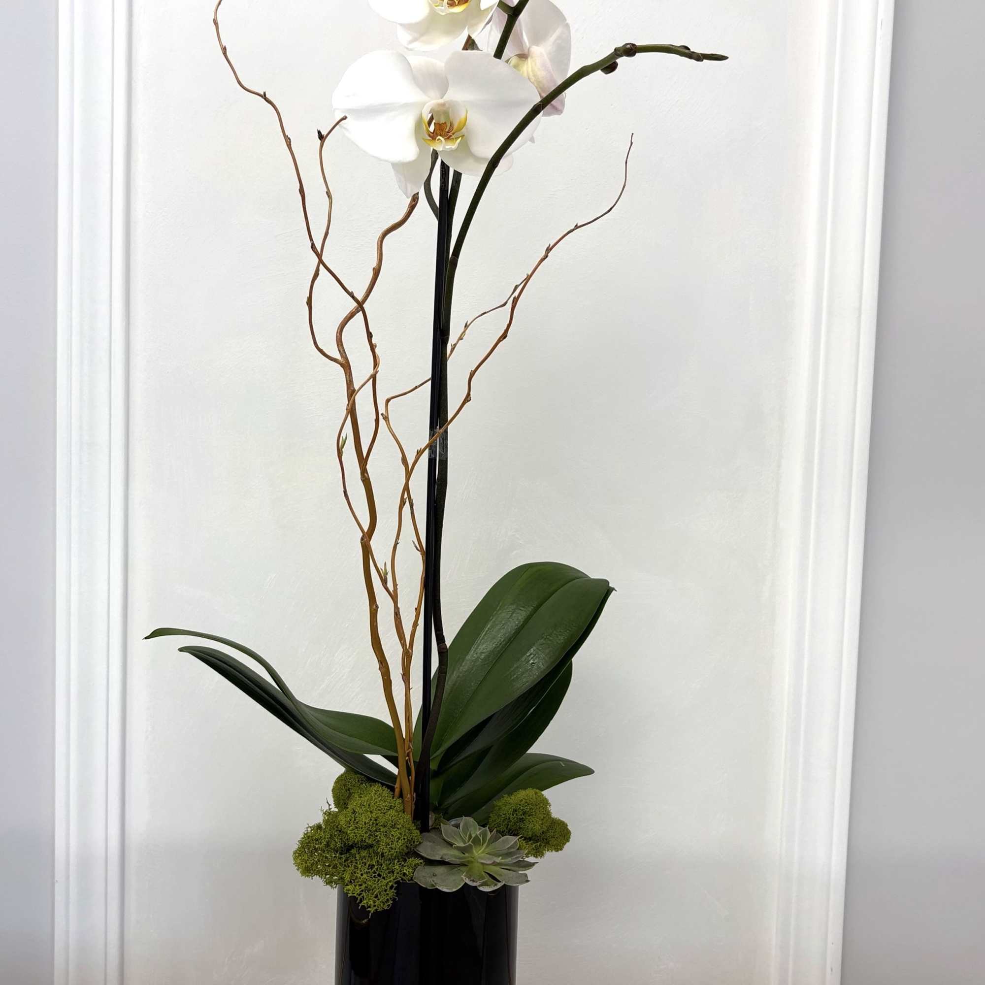 White orchid arrangement in a tall black vase with moss and succulents
