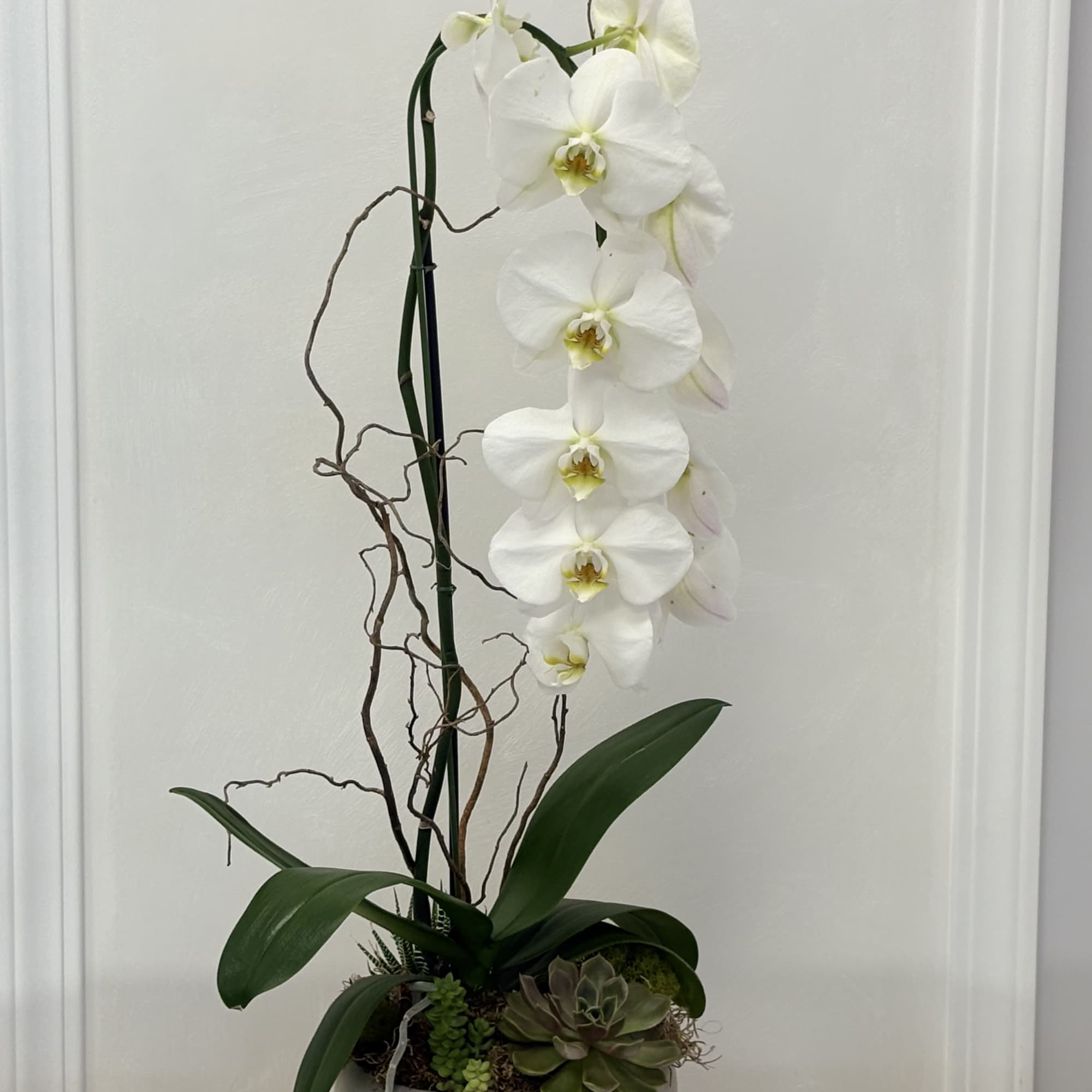 White orchid arrangement in a round bowl with succulents