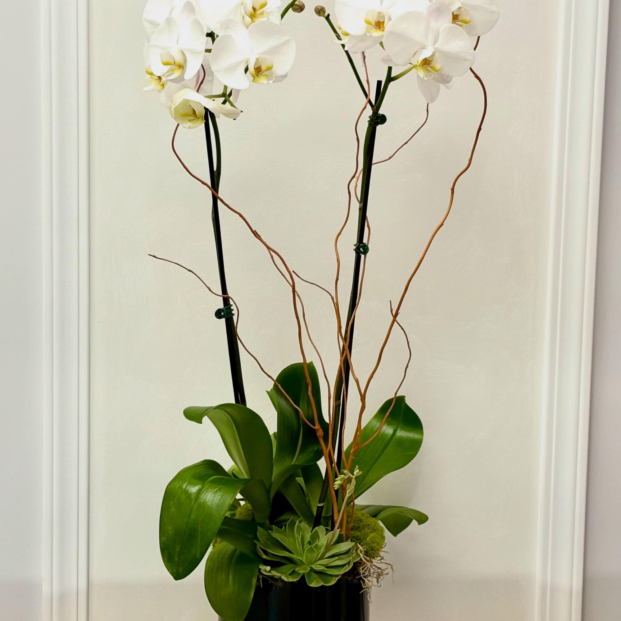 White orchid arrangement in a black vase with curly branches