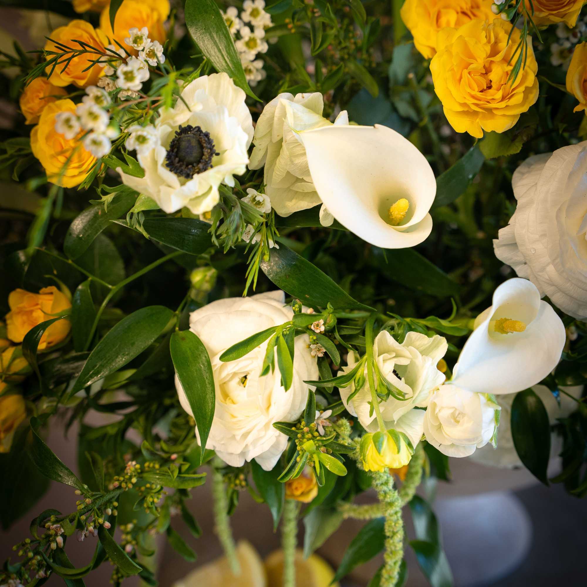 Bright and radiant, Sole di Capri captures the golden warmth of the, photo 3 of 4