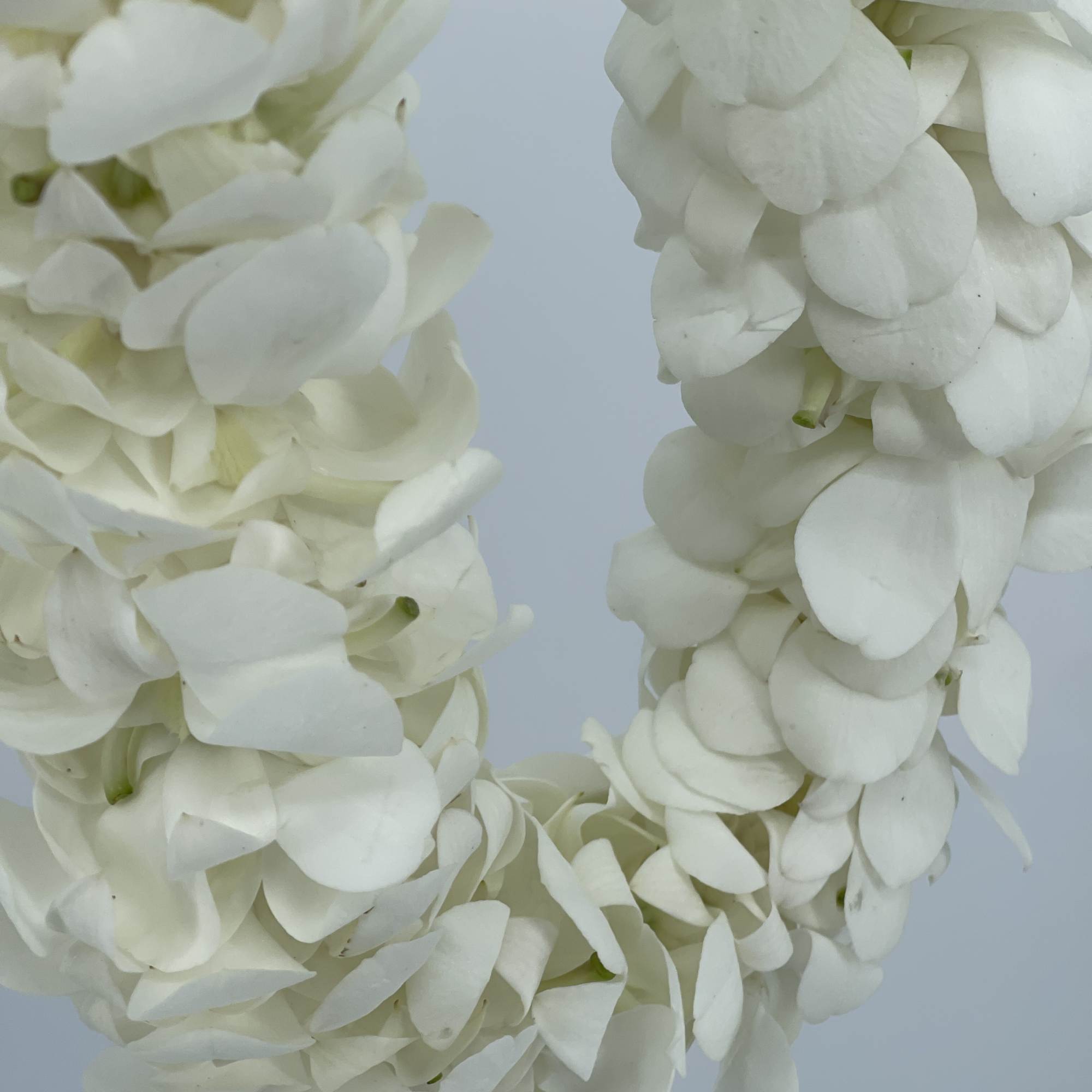 White hydrangea blooms arranged in a circular wreath