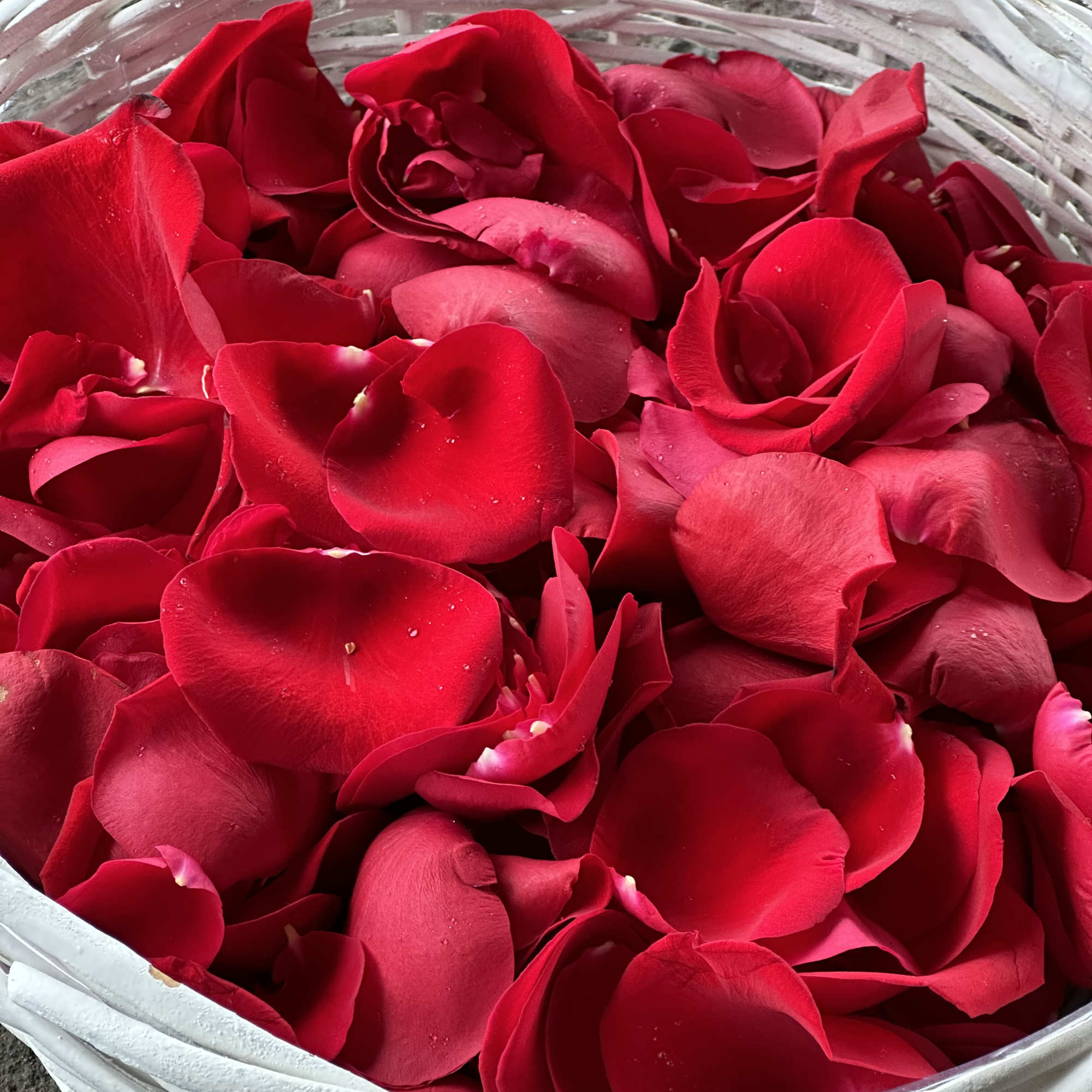 Delicate .richly colored roses petals selected for their velvety texture and deep, photo 5 of 7
