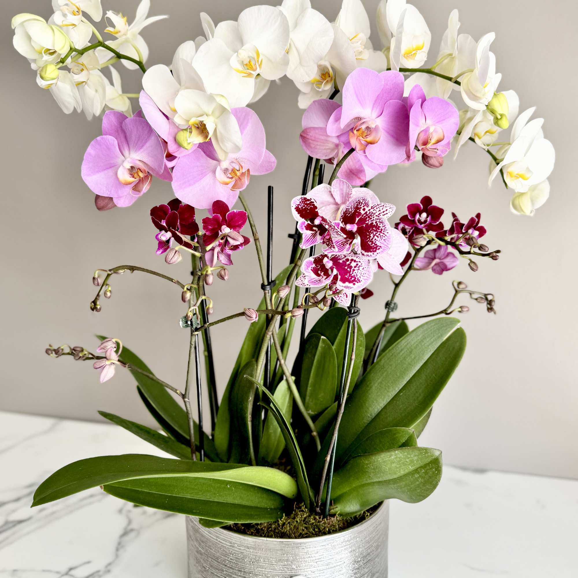 Potted orchids in white, pink, and burgundy blooms in a silver container
