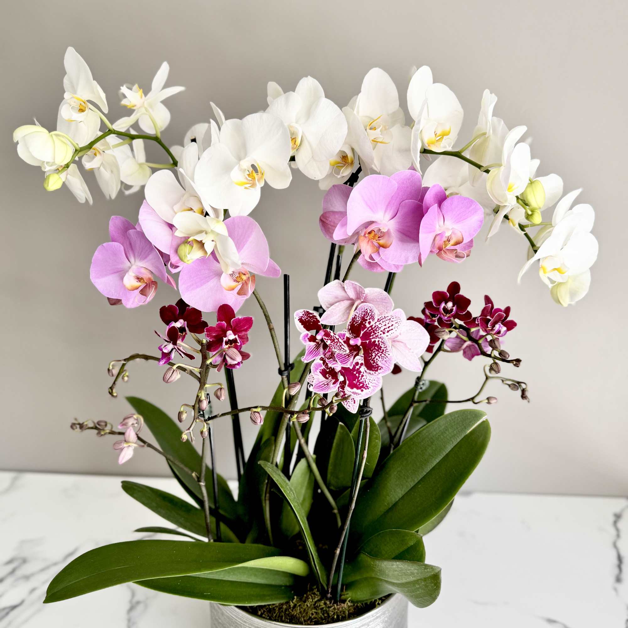 Potted orchid arrangement with white, pink, and burgundy blooms in a silver container