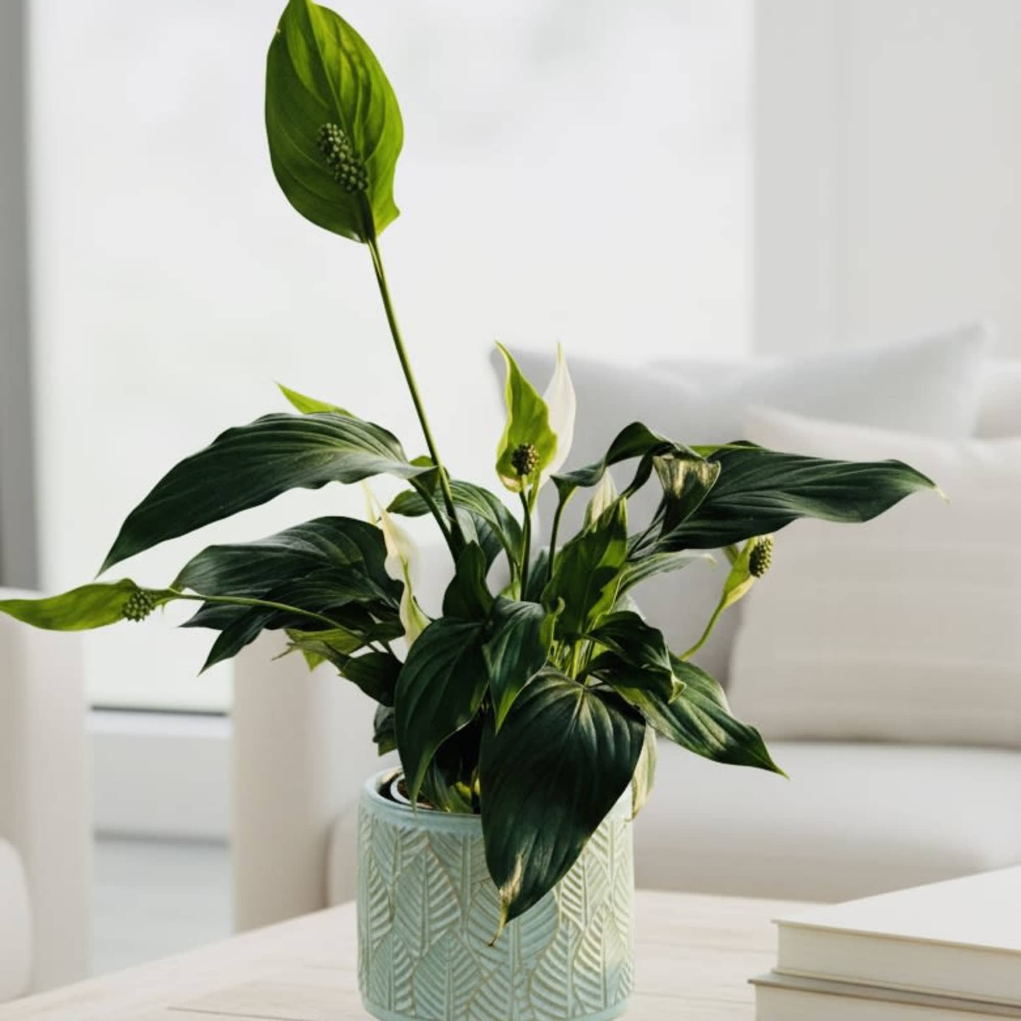 Glossy dark green leaves and pure white spathes make this potted peace