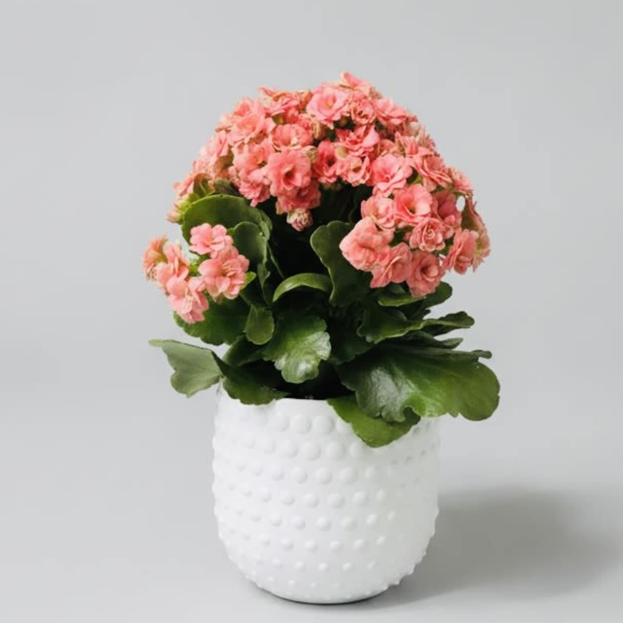 A compact burst of spring warmth, this stemless floral arrangement pairs a, photo 2 of 2