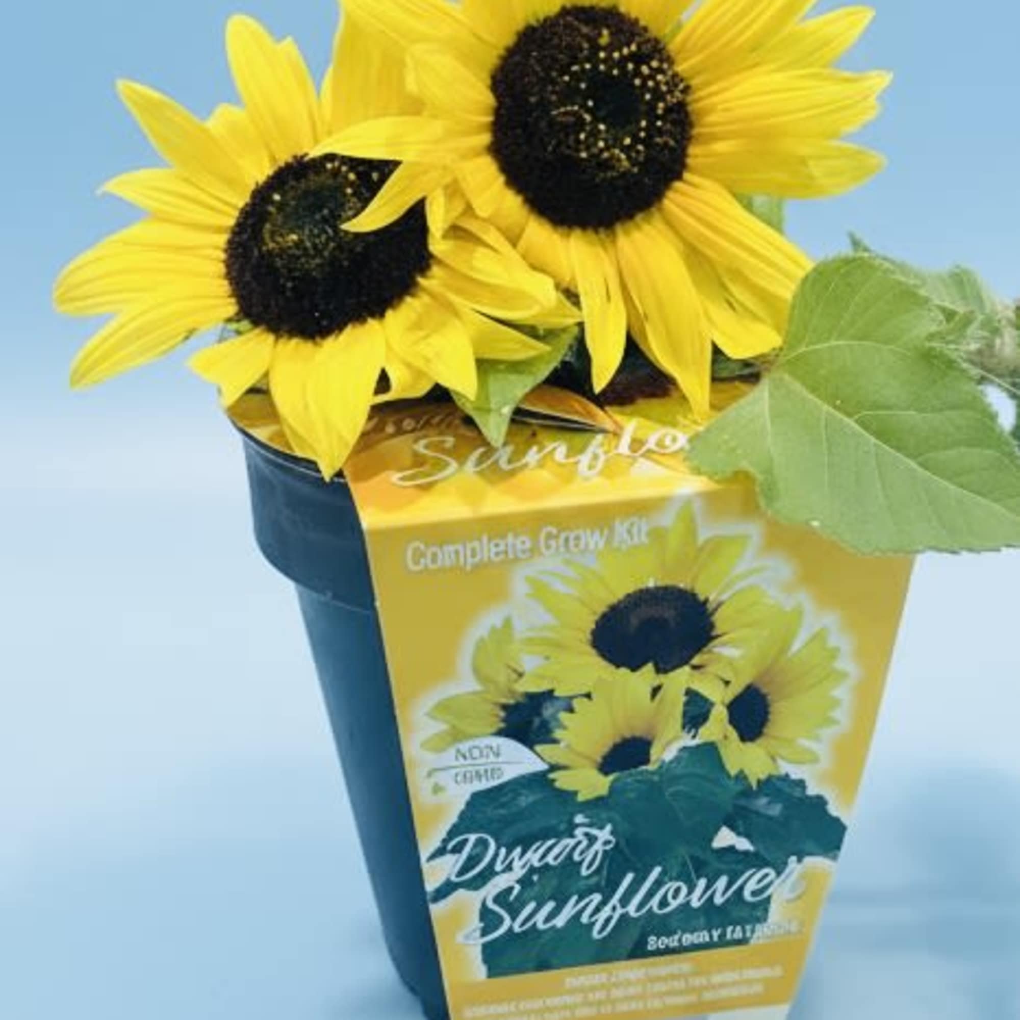 Two bright dwarf sunflowers with dark centers sit cheerfully in a compact