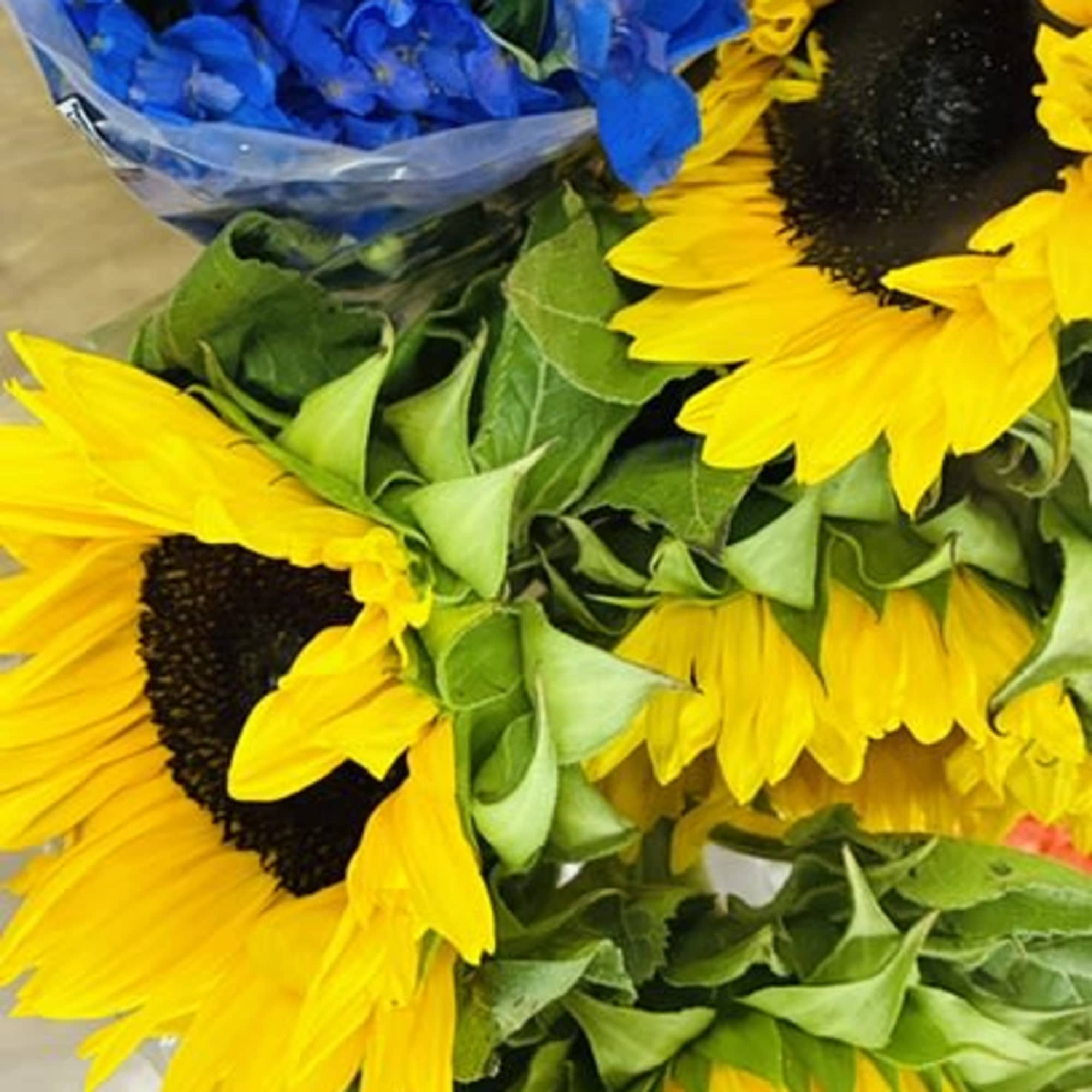 Two bright dwarf sunflowers with dark centers sit cheerfully in a compact