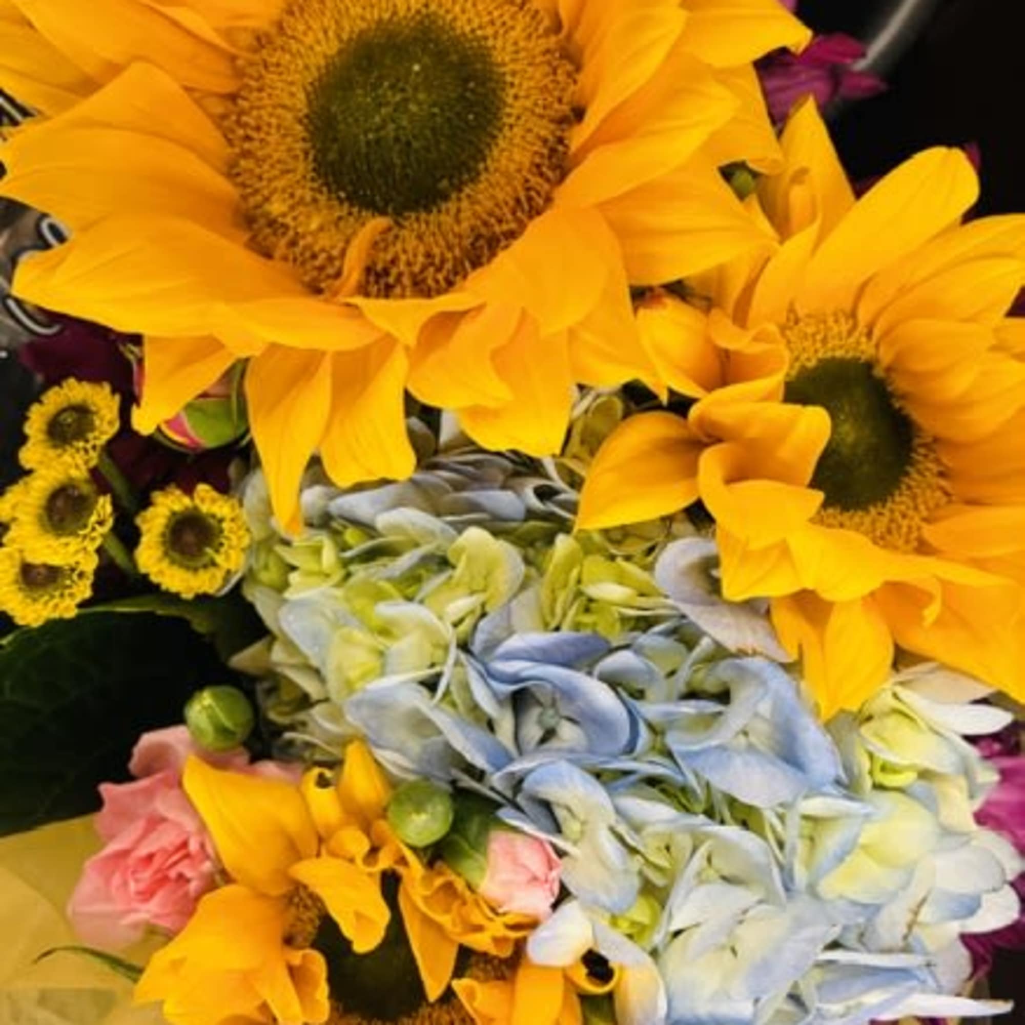 Two bright dwarf sunflowers with dark centers sit cheerfully in a compact