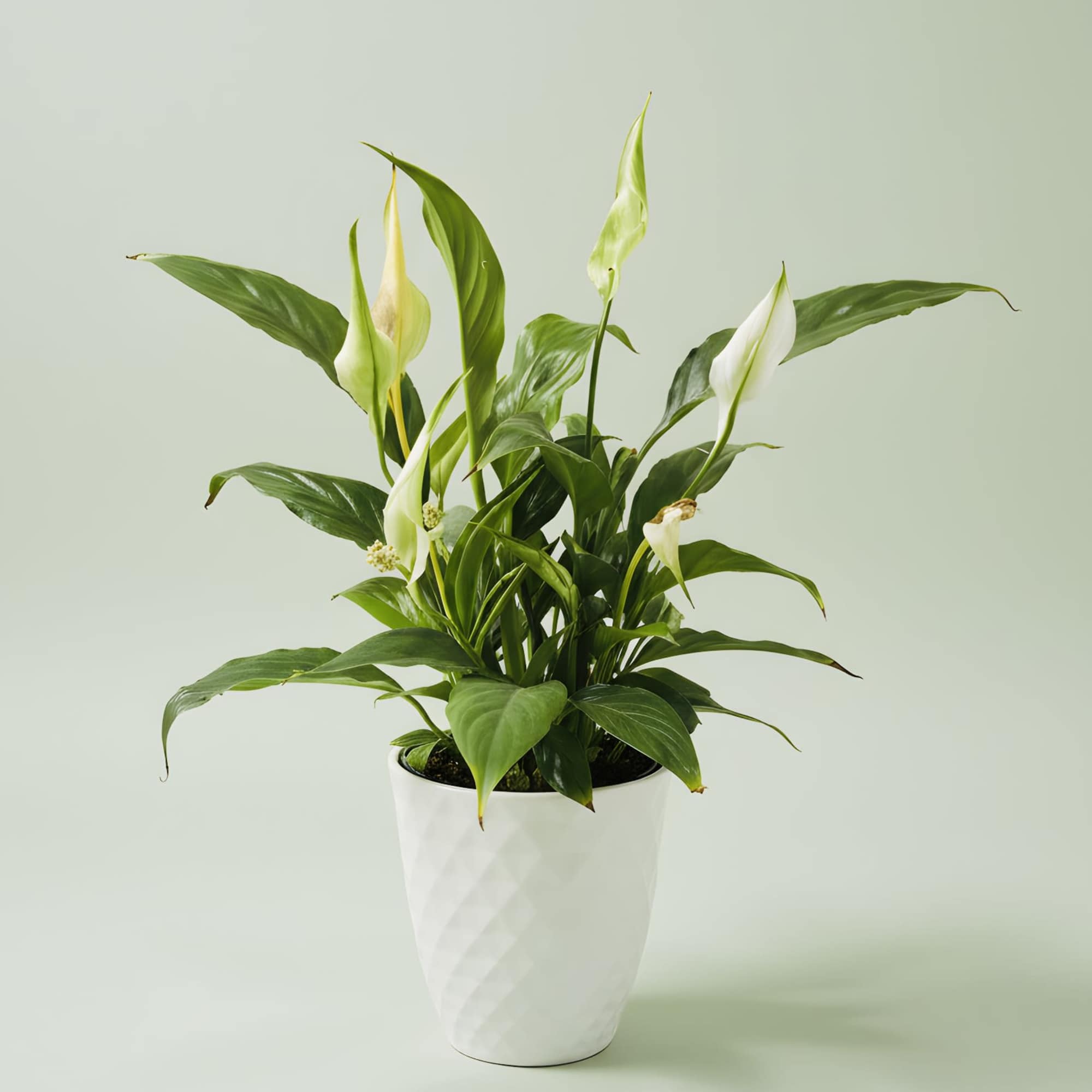 Glossy dark green leaves and pure white spathes make this potted peace