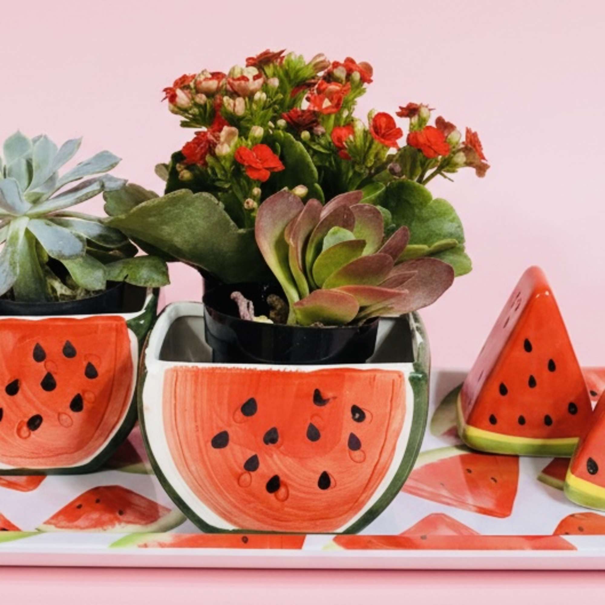 Succulent and flowering plants in watermelon-themed pots on a tray