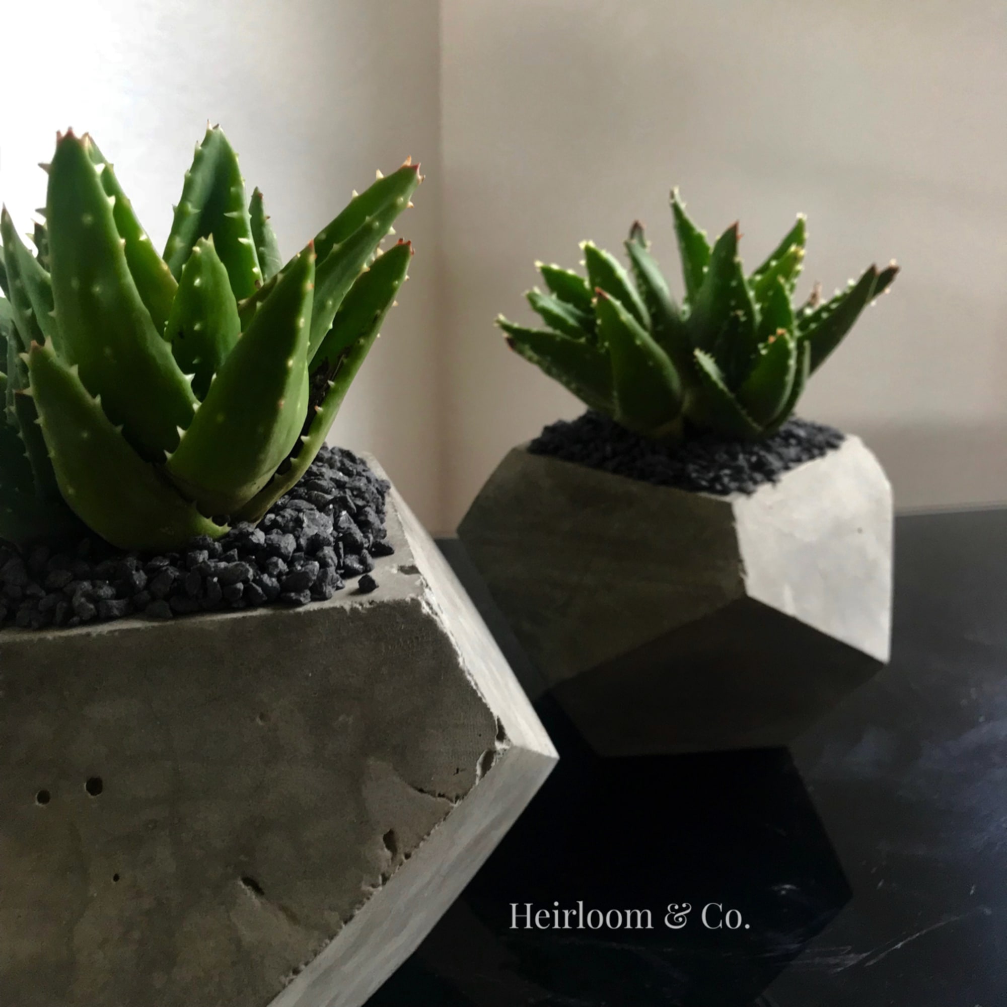Two potted succulents in geometric concrete planters, photo 2 of 9