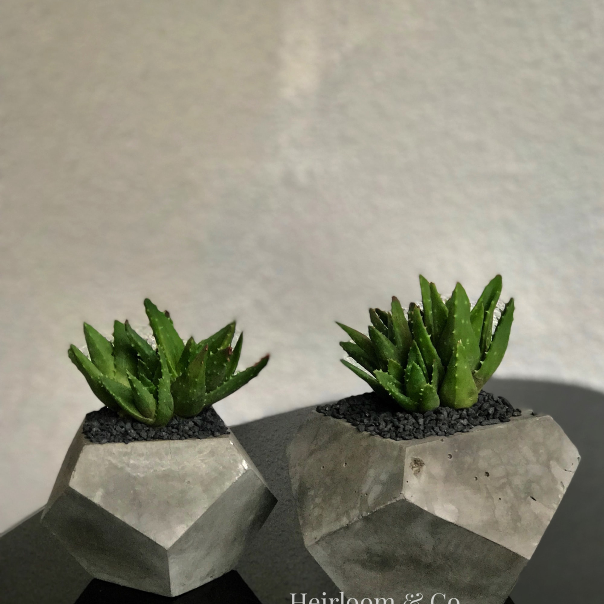 Two small succulents in faceted concrete planters on a dark surface