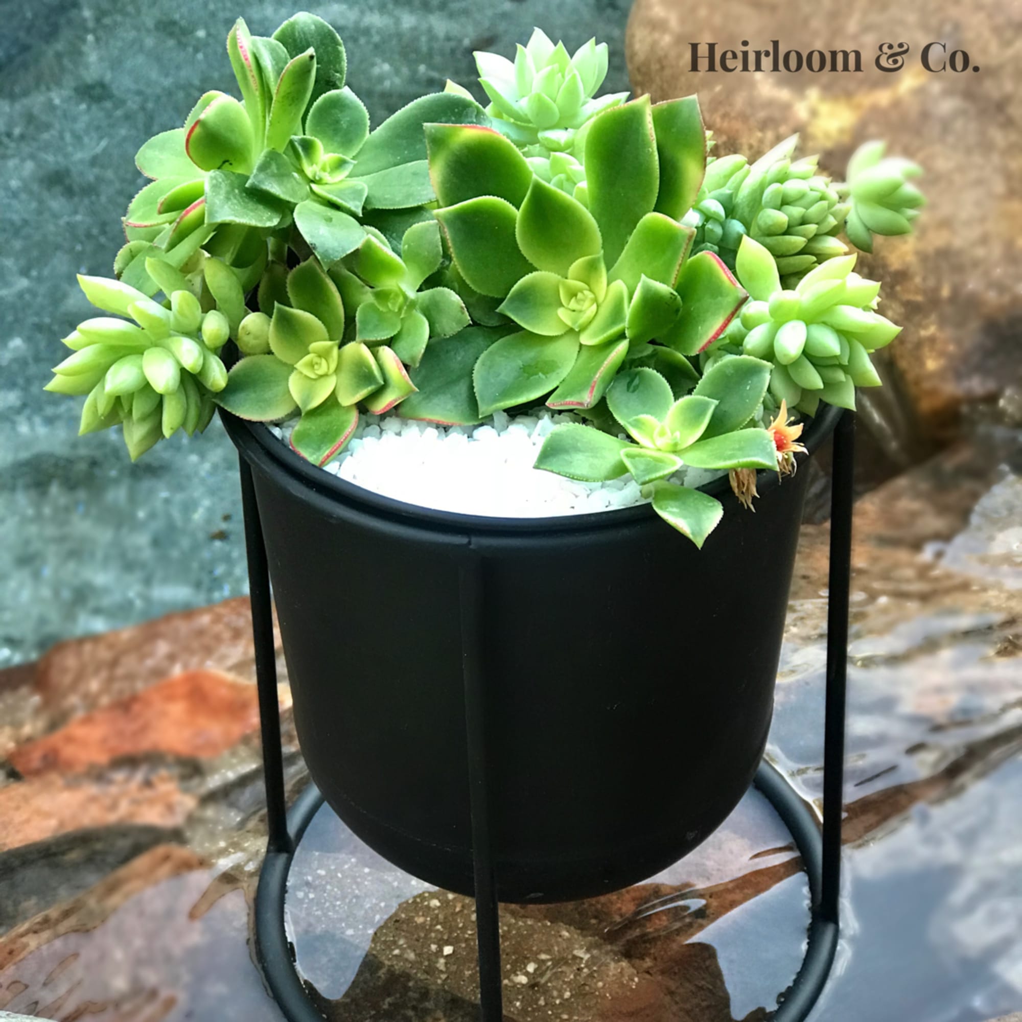 Potted succulent arrangement in a black metal stand, photo 2 of 4