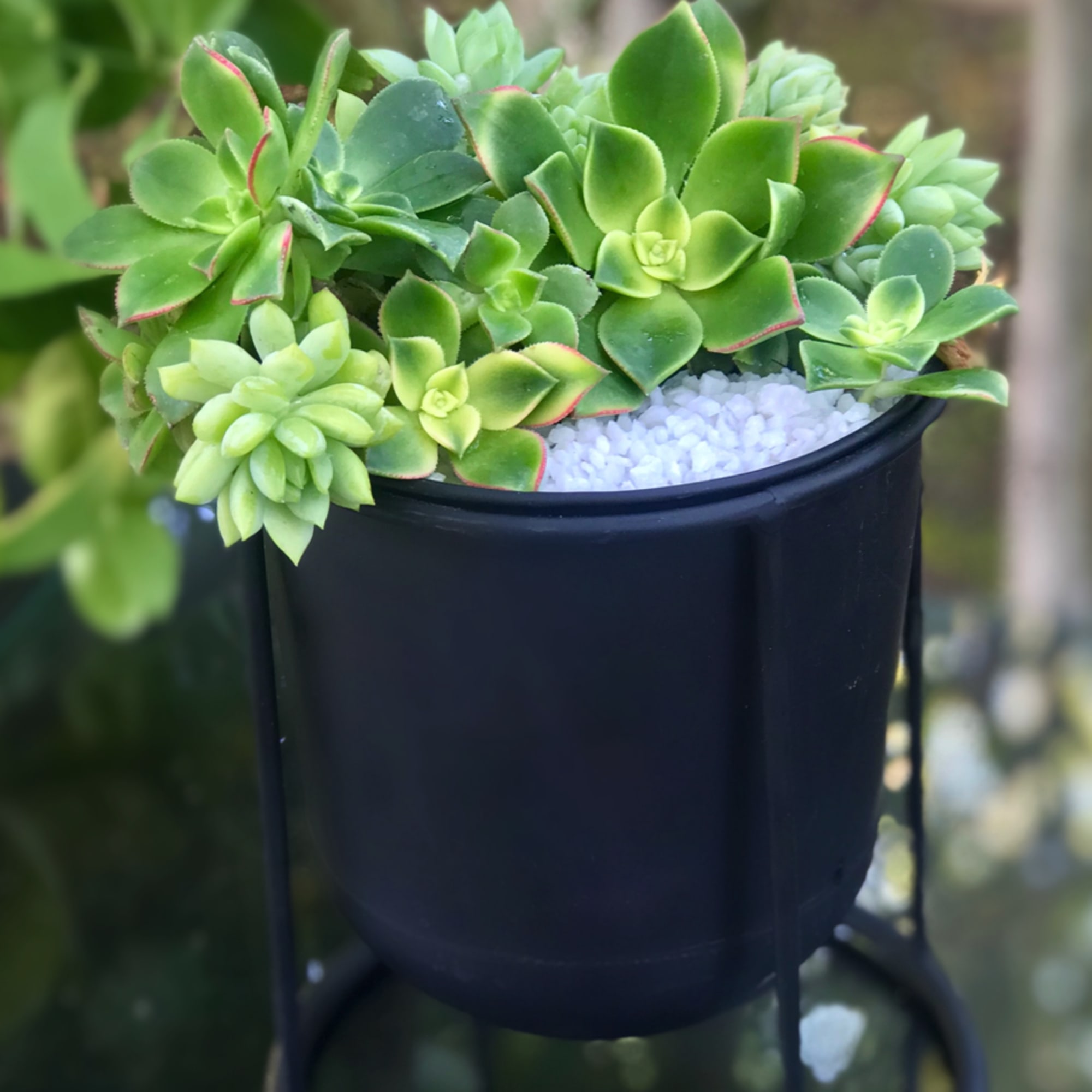 Potted succulent arrangement in a black metal stand with white stones
