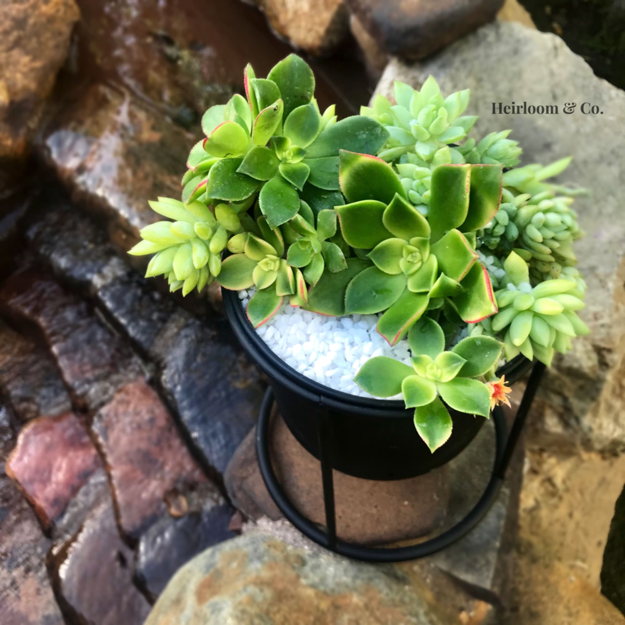 Potted succulent arrangement in a black metal stand, photo 4 of 4