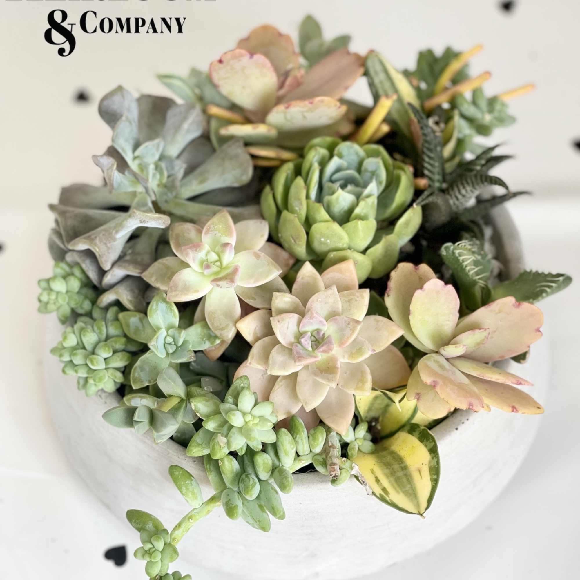 Succulent arrangement in a white bowl-shaped planter