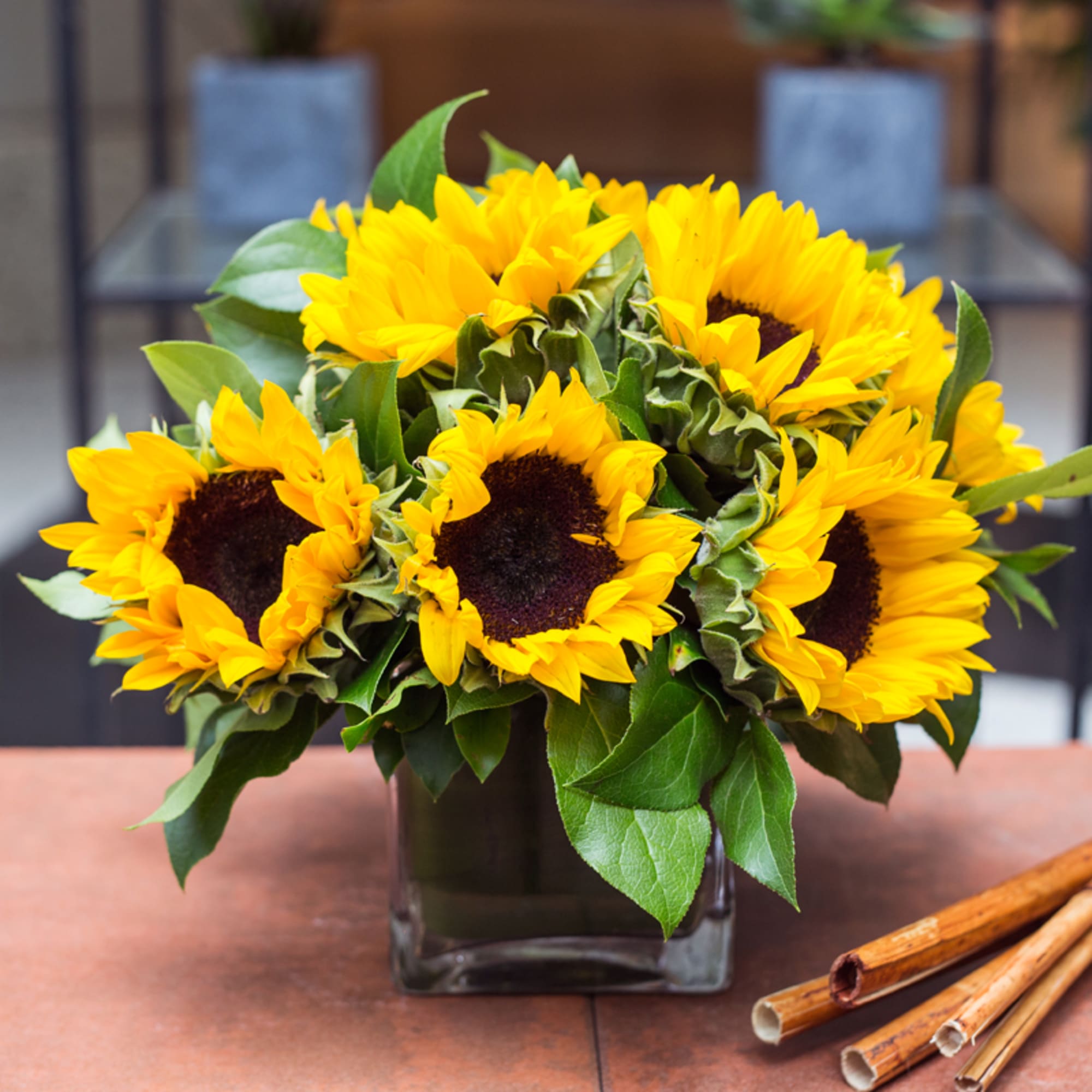 Bouquet of yellow sunflowers in a square glass vase