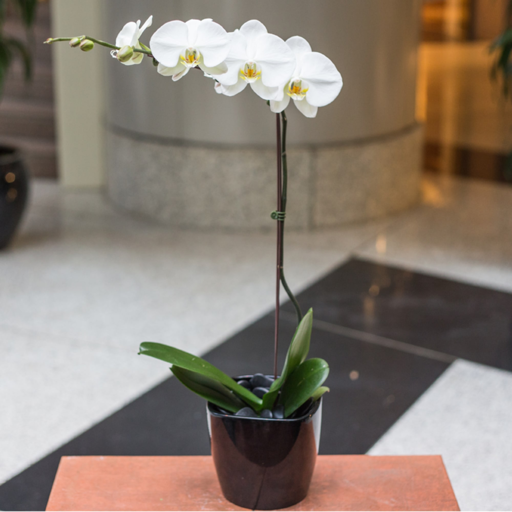 White orchid in a dark pot with green leaves