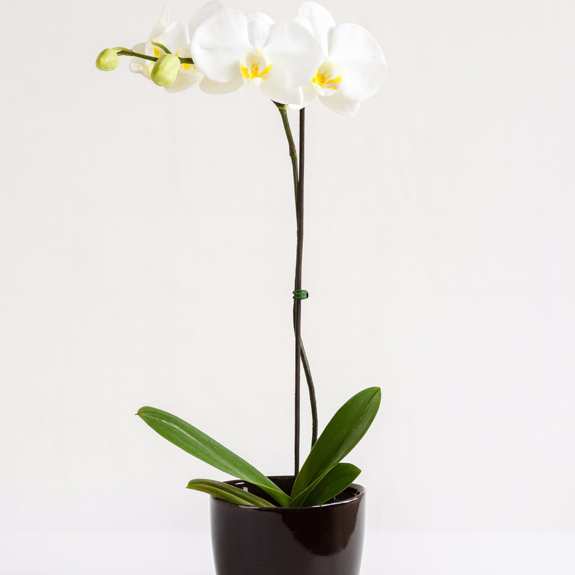 White orchid plant in a dark pot