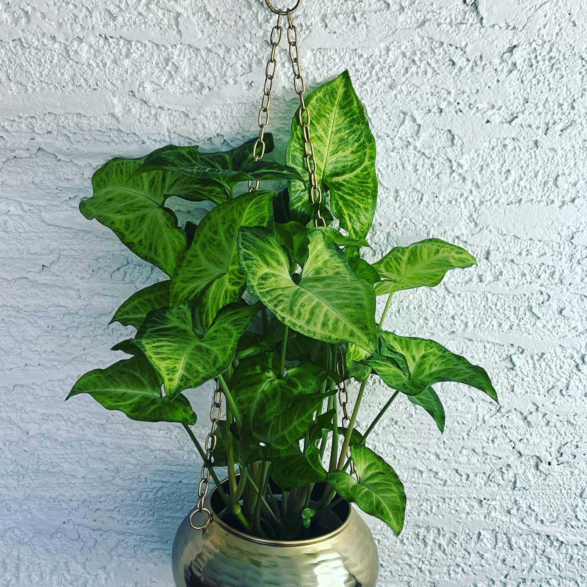 Hanging potted plant with bright green arrow-shaped leaves in a gold planter