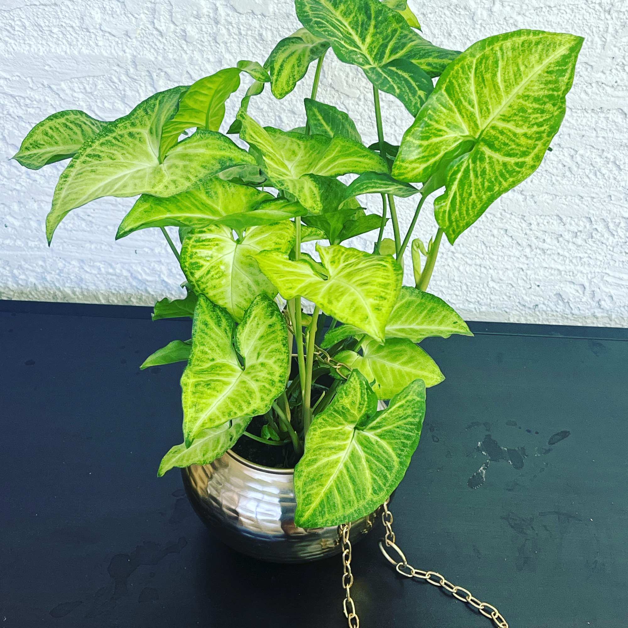 Potted green arrowhead plant in a metallic bowl planter
