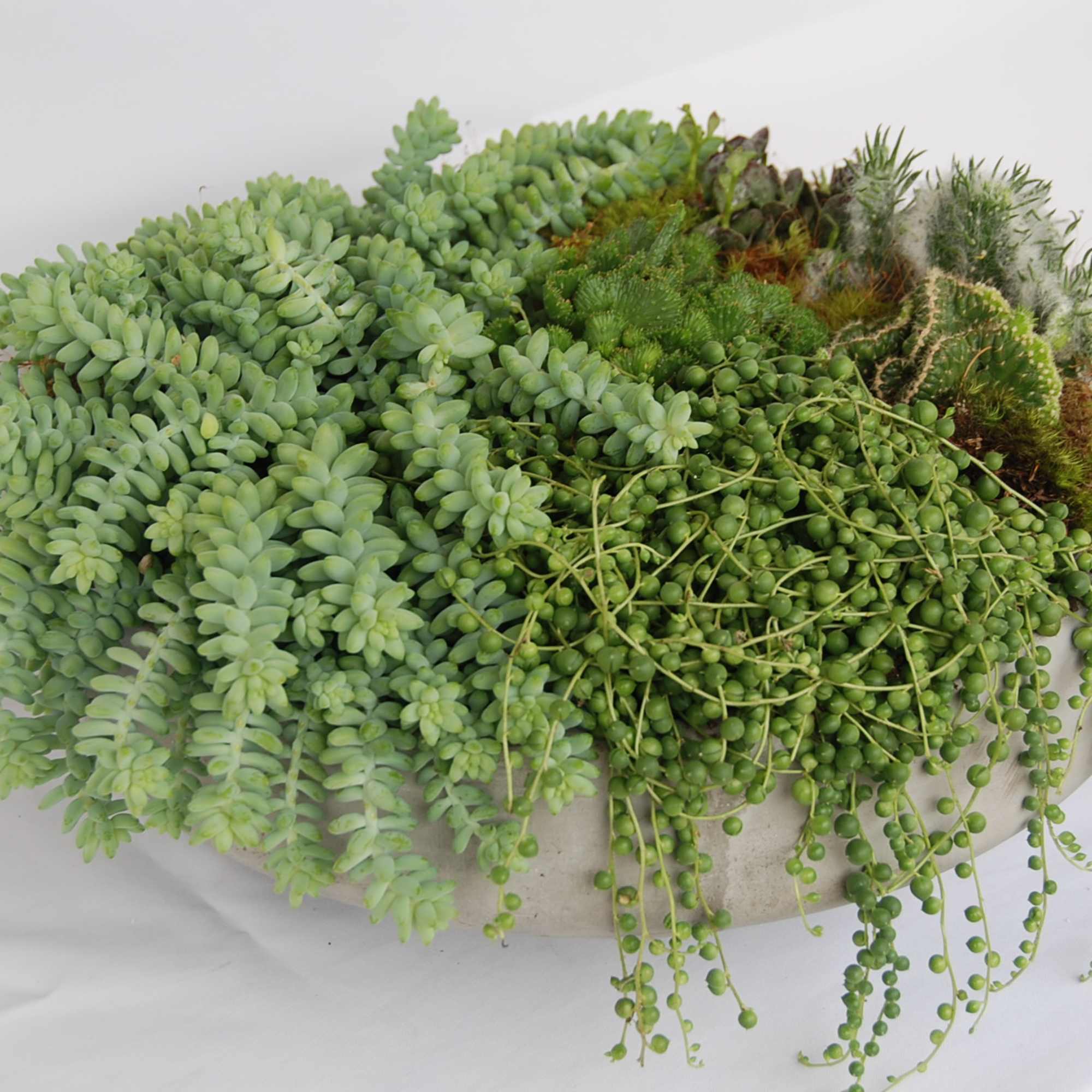 Succulent arrangement in a shallow white container