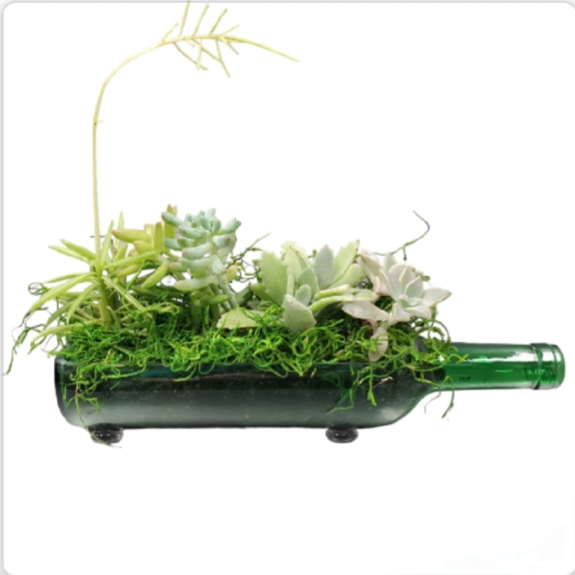 Succulent arrangement in a green wine bottle planter