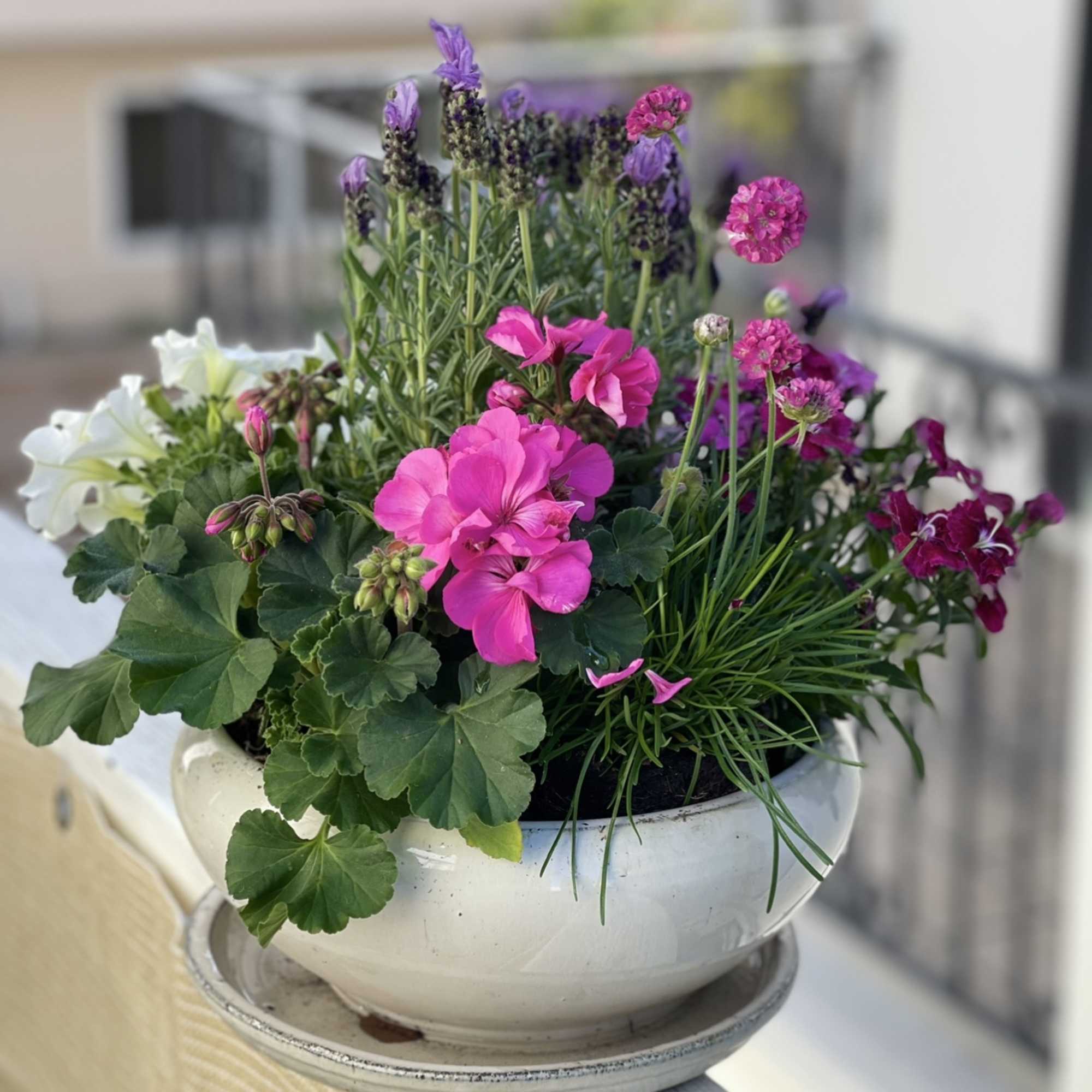 Mixed pink and purple flowering plants in a low white ceramic bowl planter on a railing