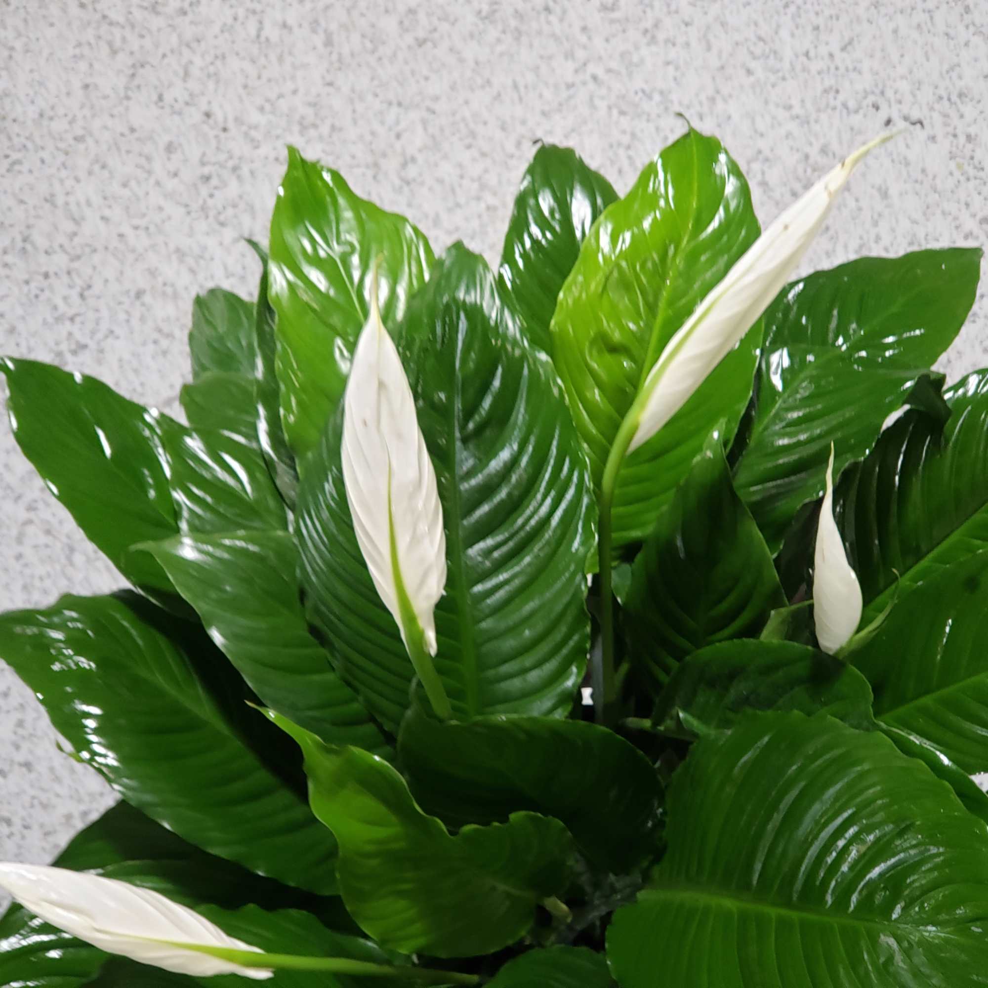 White peace lily blooms among glossy green leaves