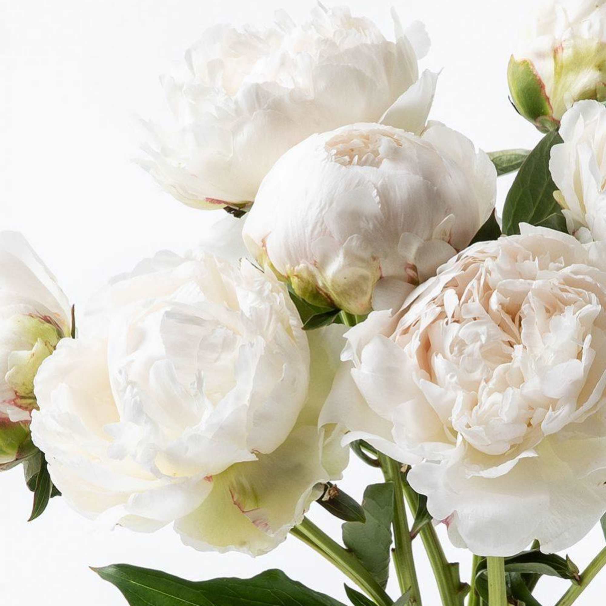 White peony bouquet with green stems