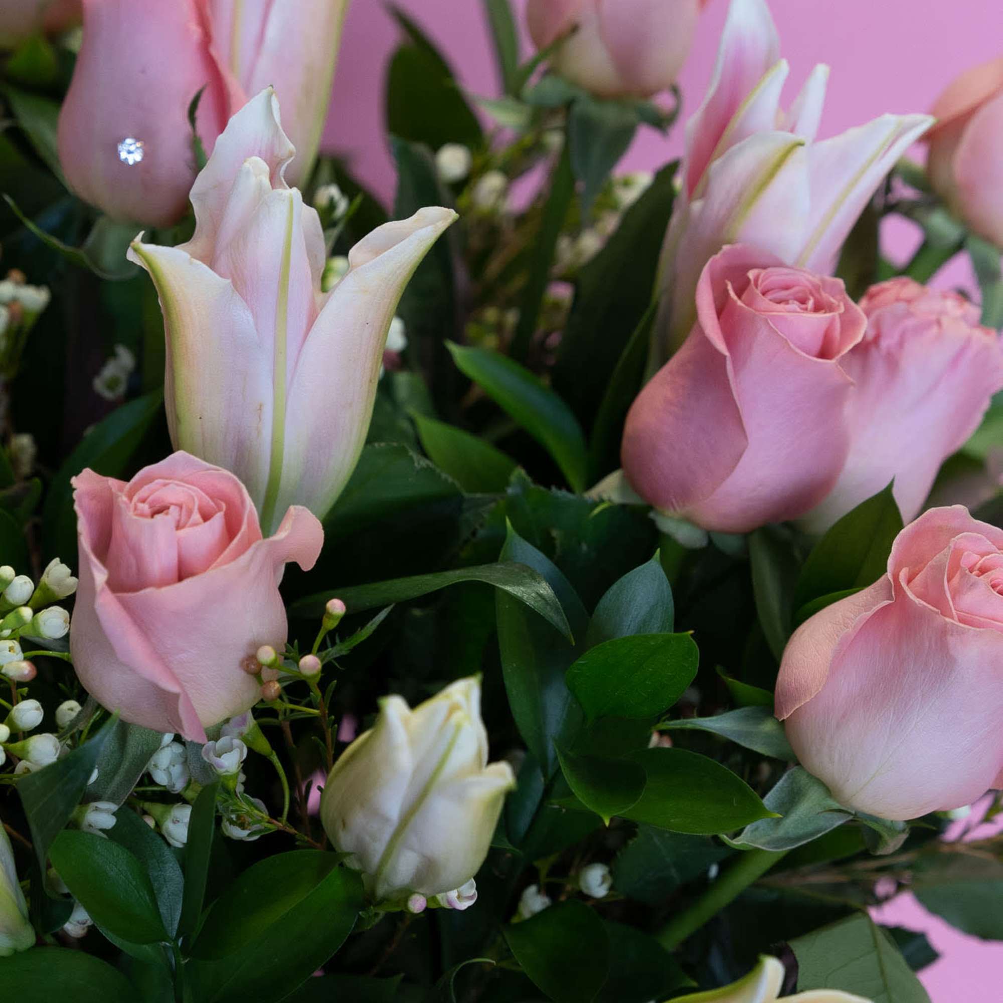 Pink roses and white tulips in a bouquet against a pink background