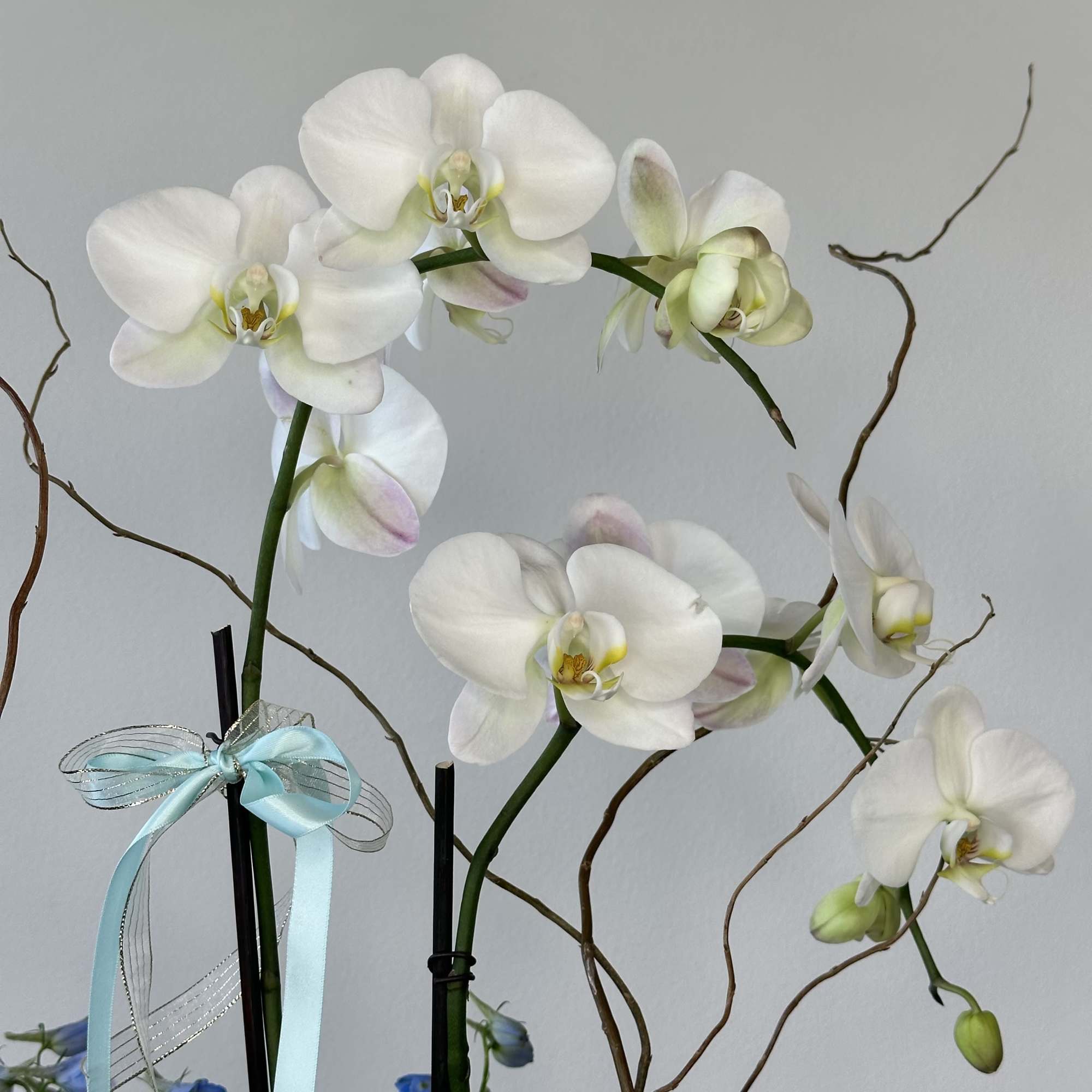 Step into paradise with "Eden," an exquisite luxury orchid arrangement that captures, photo 3 of 3