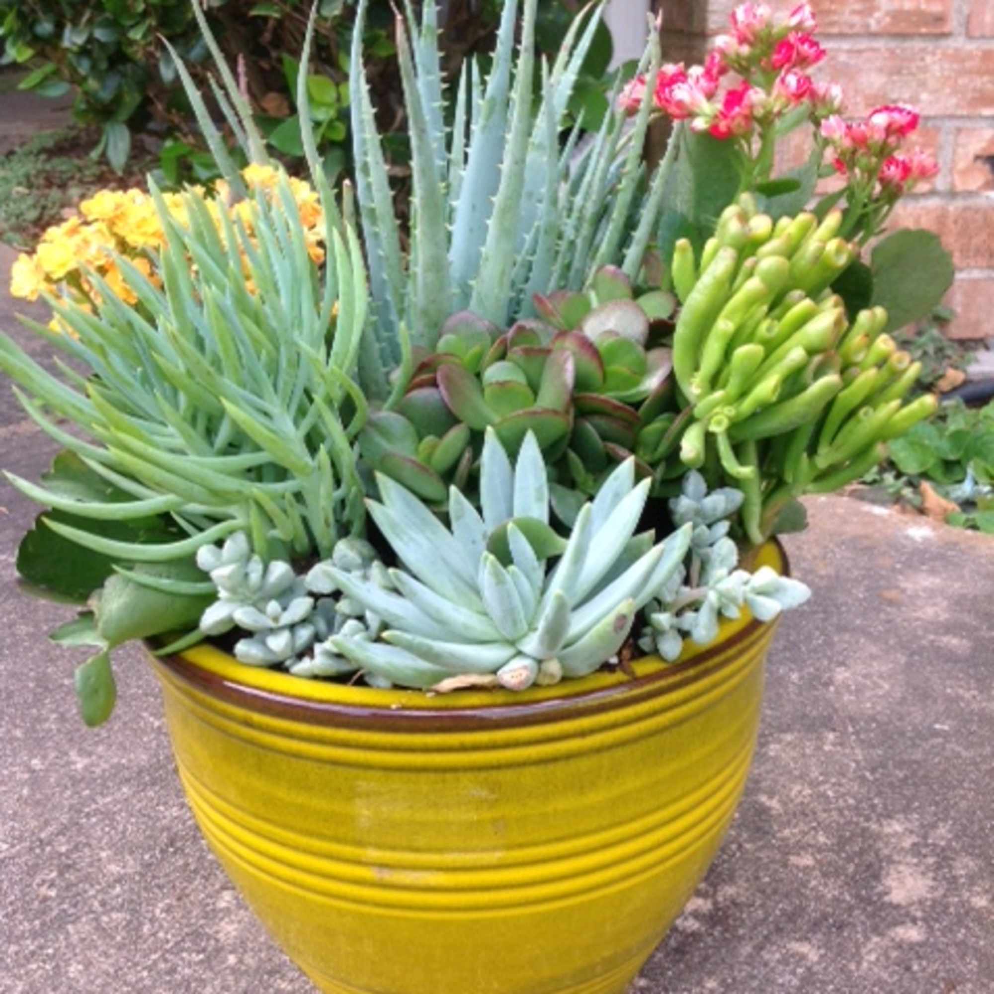 Flowers Included:

4-6 kinds succulent plant with blooming plants.

Also Included:

Ribbon
Vase &amp; Greenery