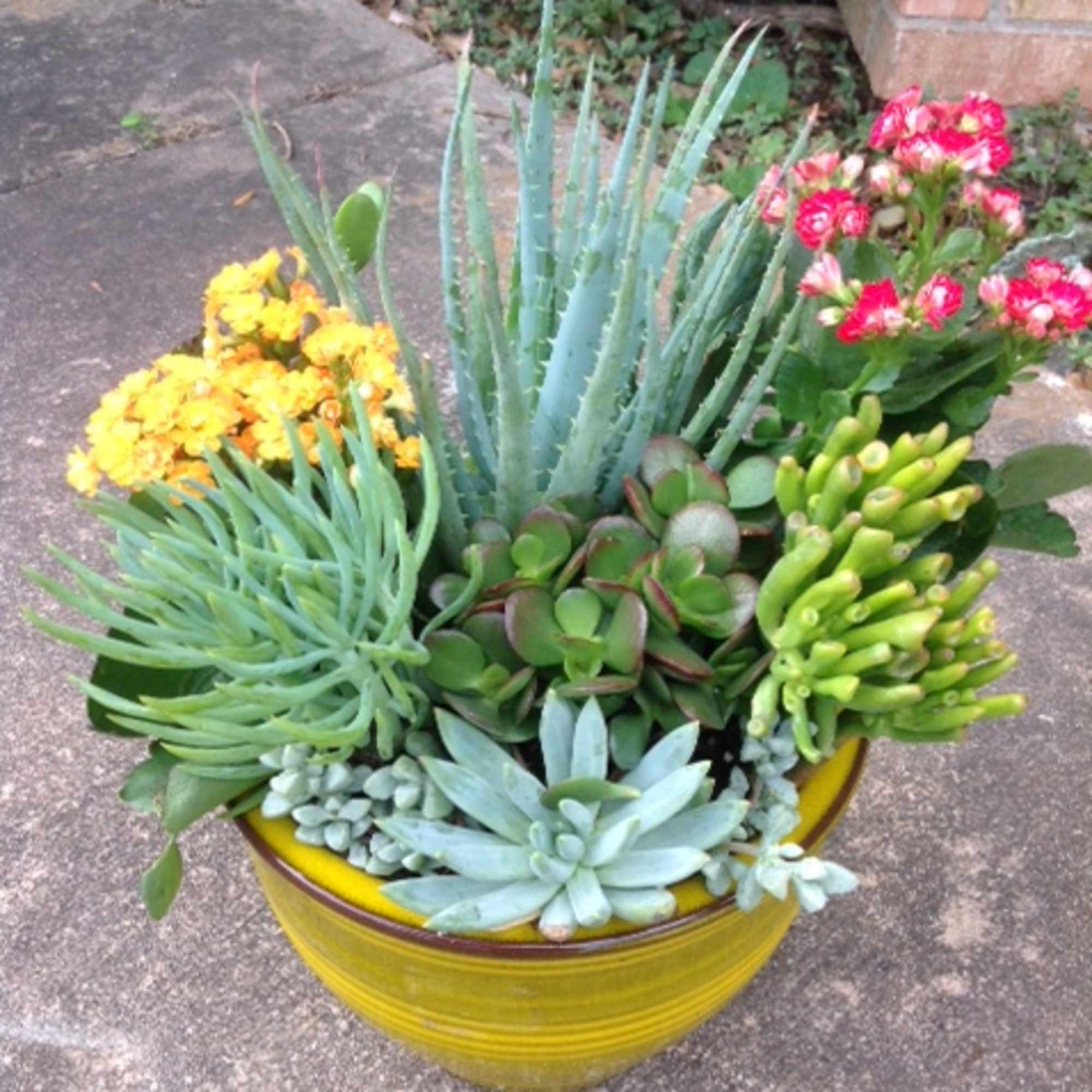 Flowers Included:

4-6 kinds succulent plant with blooming plants.

Also Included:

Ribbon
Vase &amp; Greenery, photo 2 of 2
