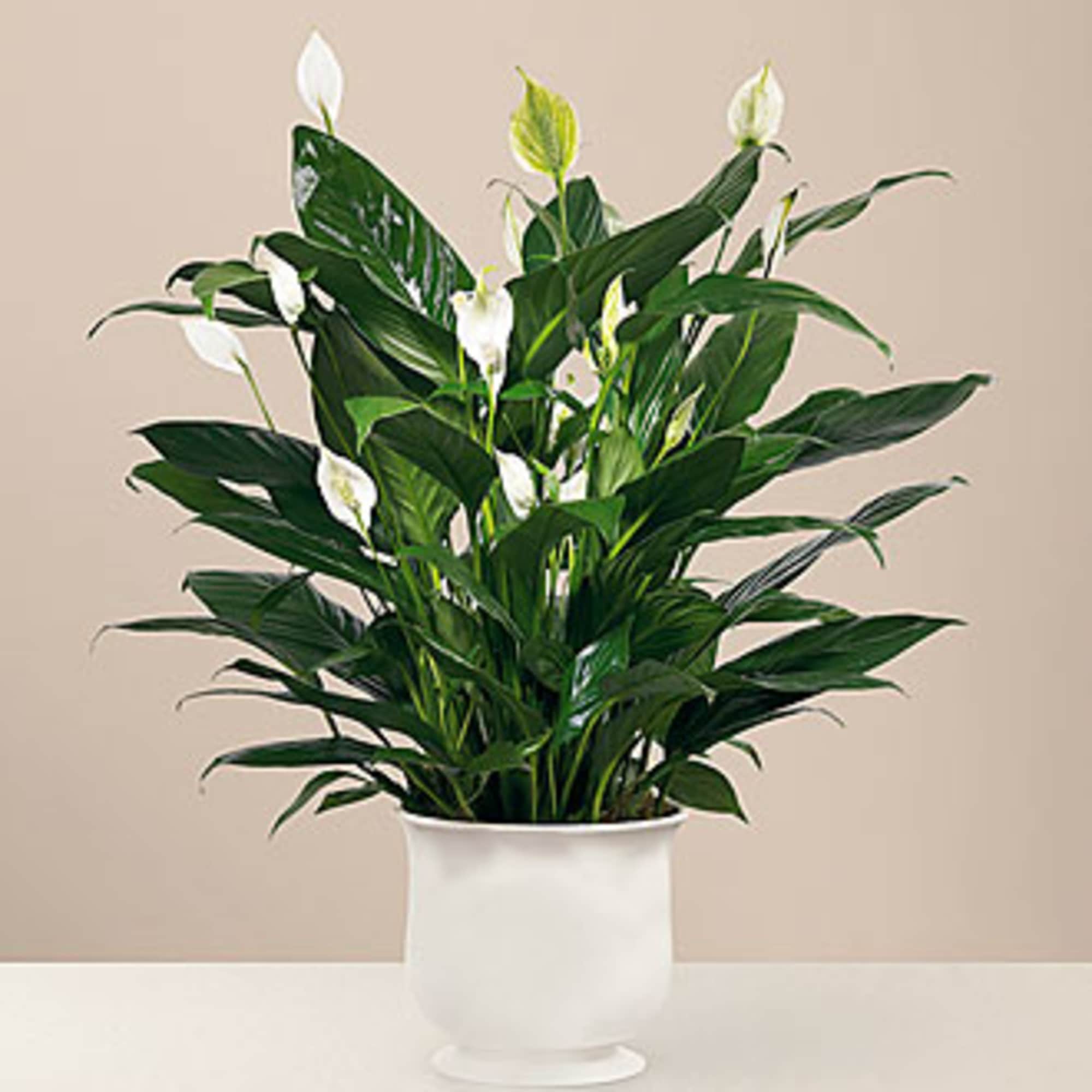 White peace lilies in a white pedestal pot