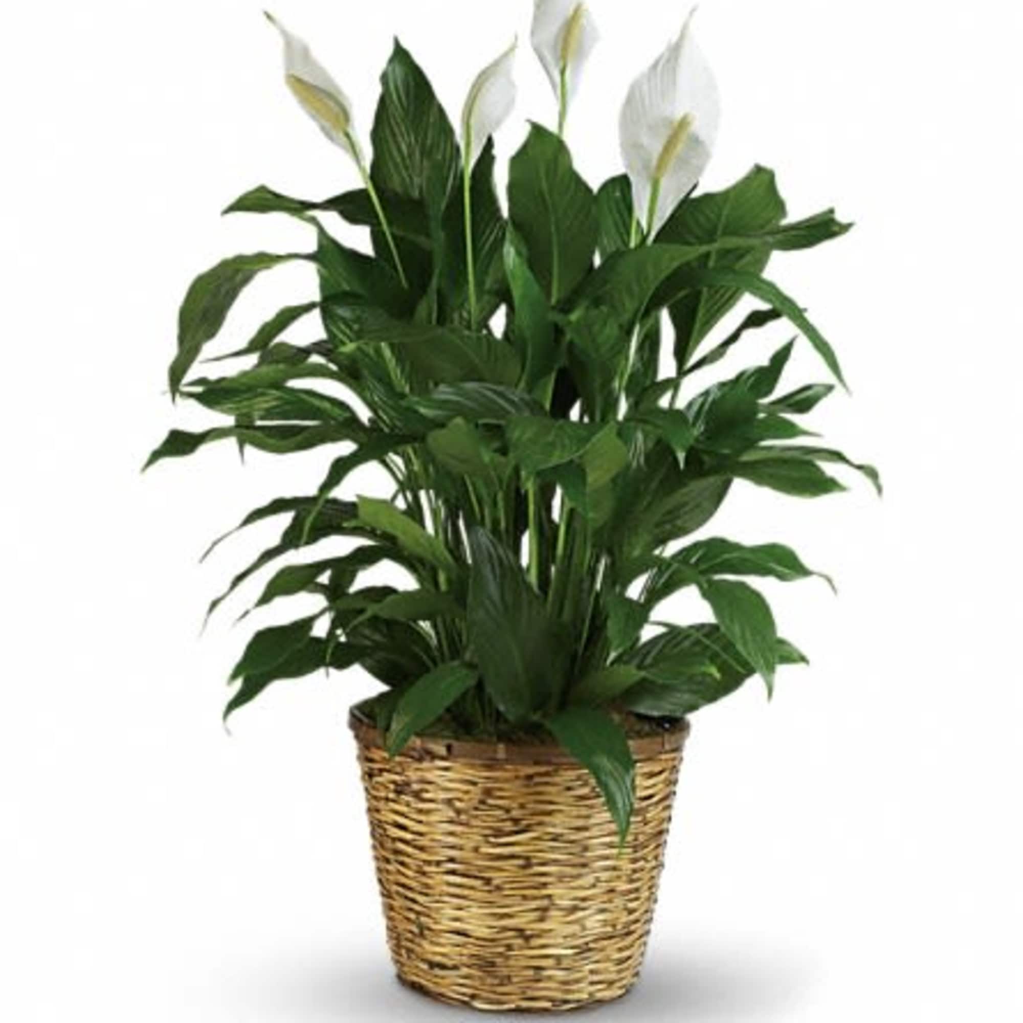 Peace lily plant with white blooms in a woven basket pot