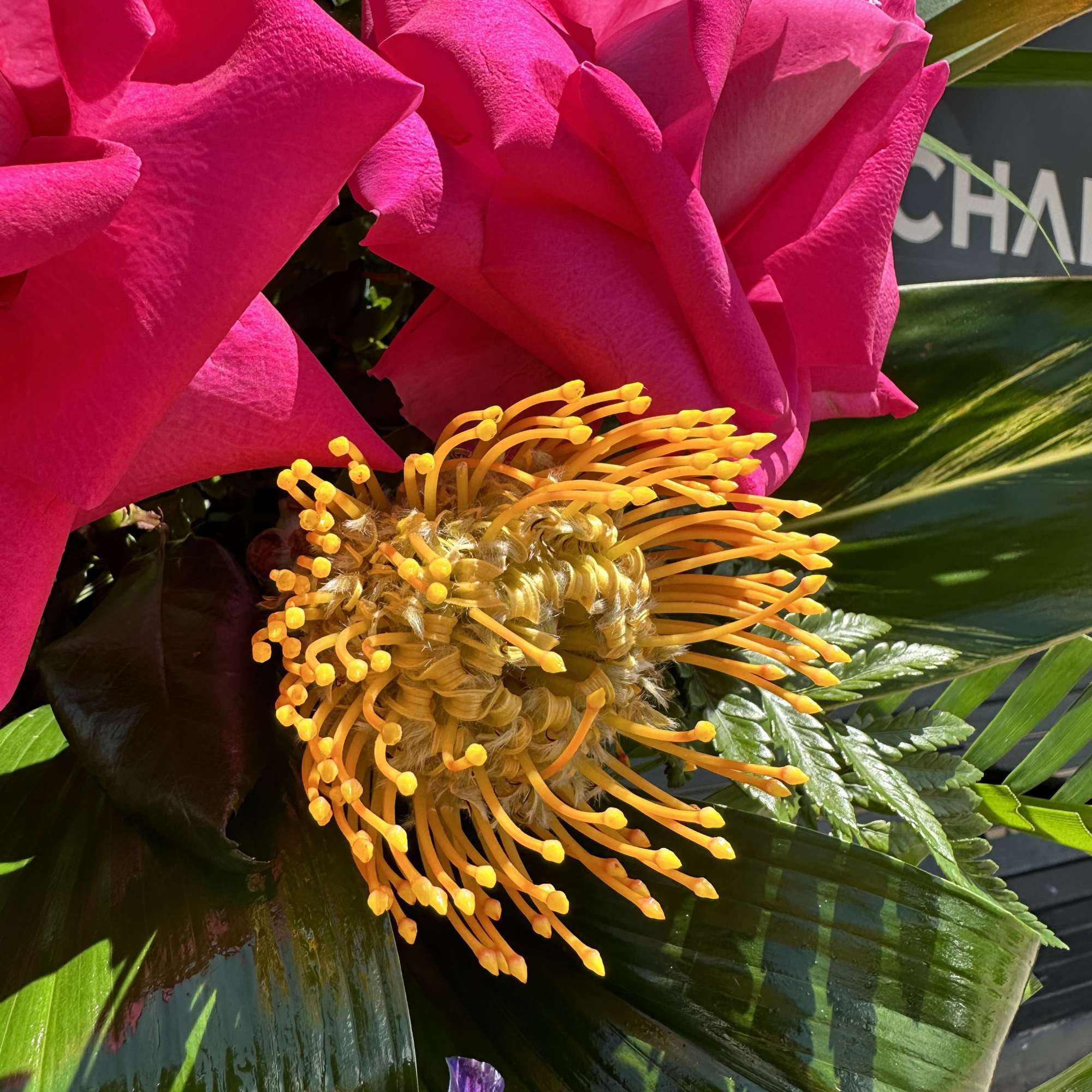 Close-up of bright pink and orange tropical flowers with glossy green leaves
