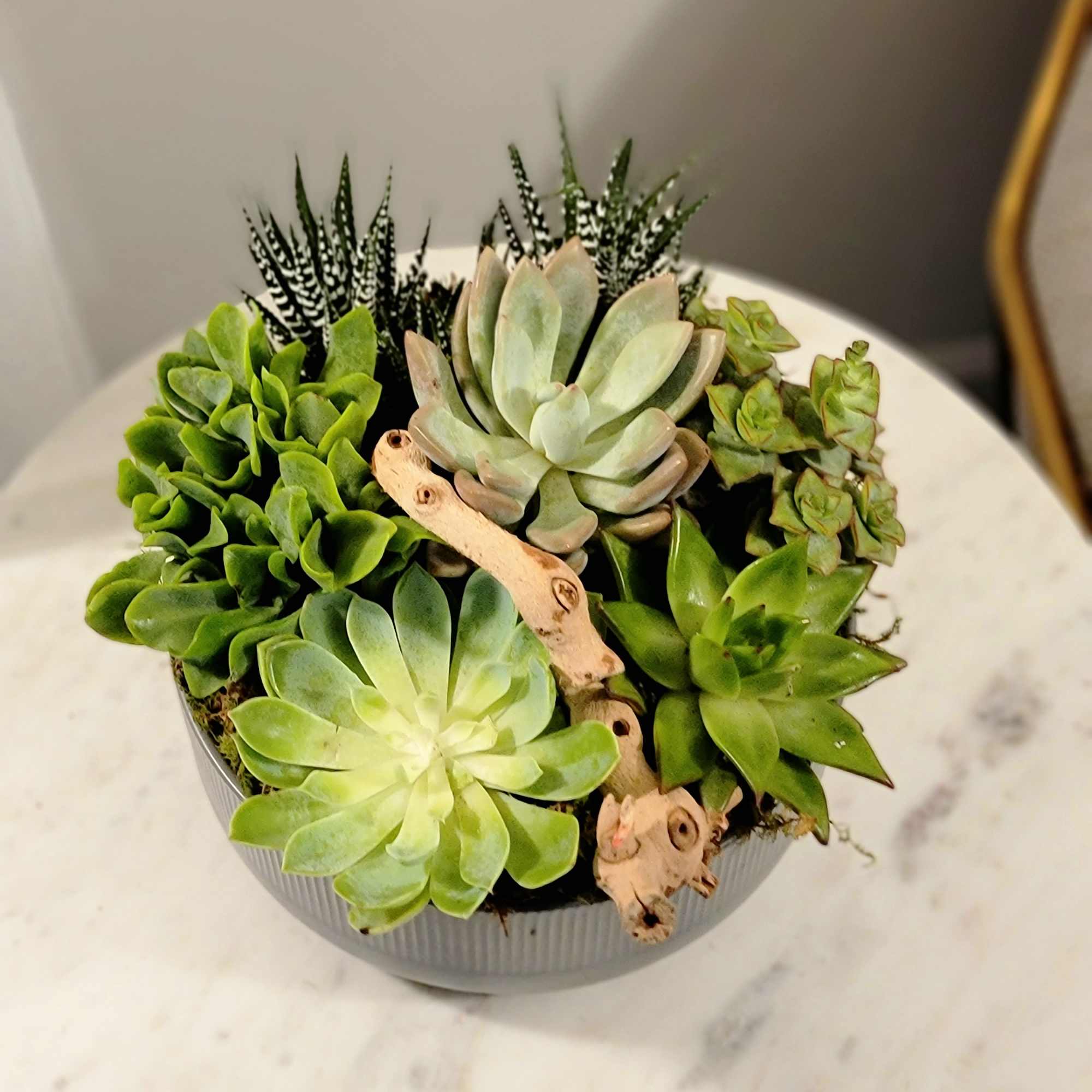 Succulents are popular due to their variety and unpretentiousness. We will help, photo 4 of 4