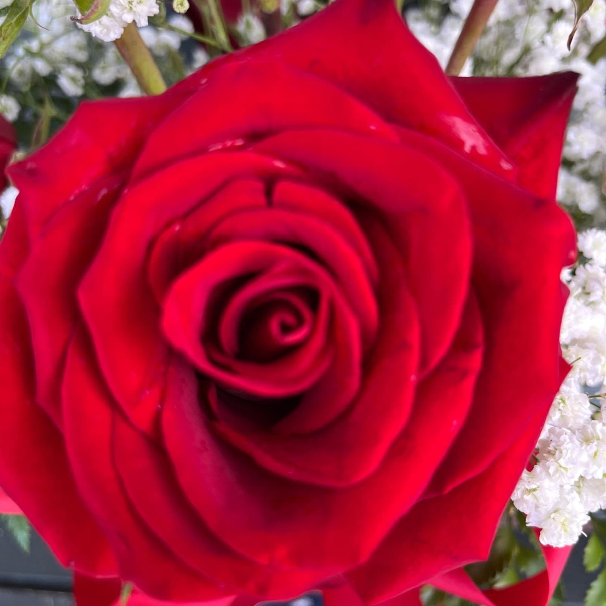 Close-up of a red rose with small white filler flowers