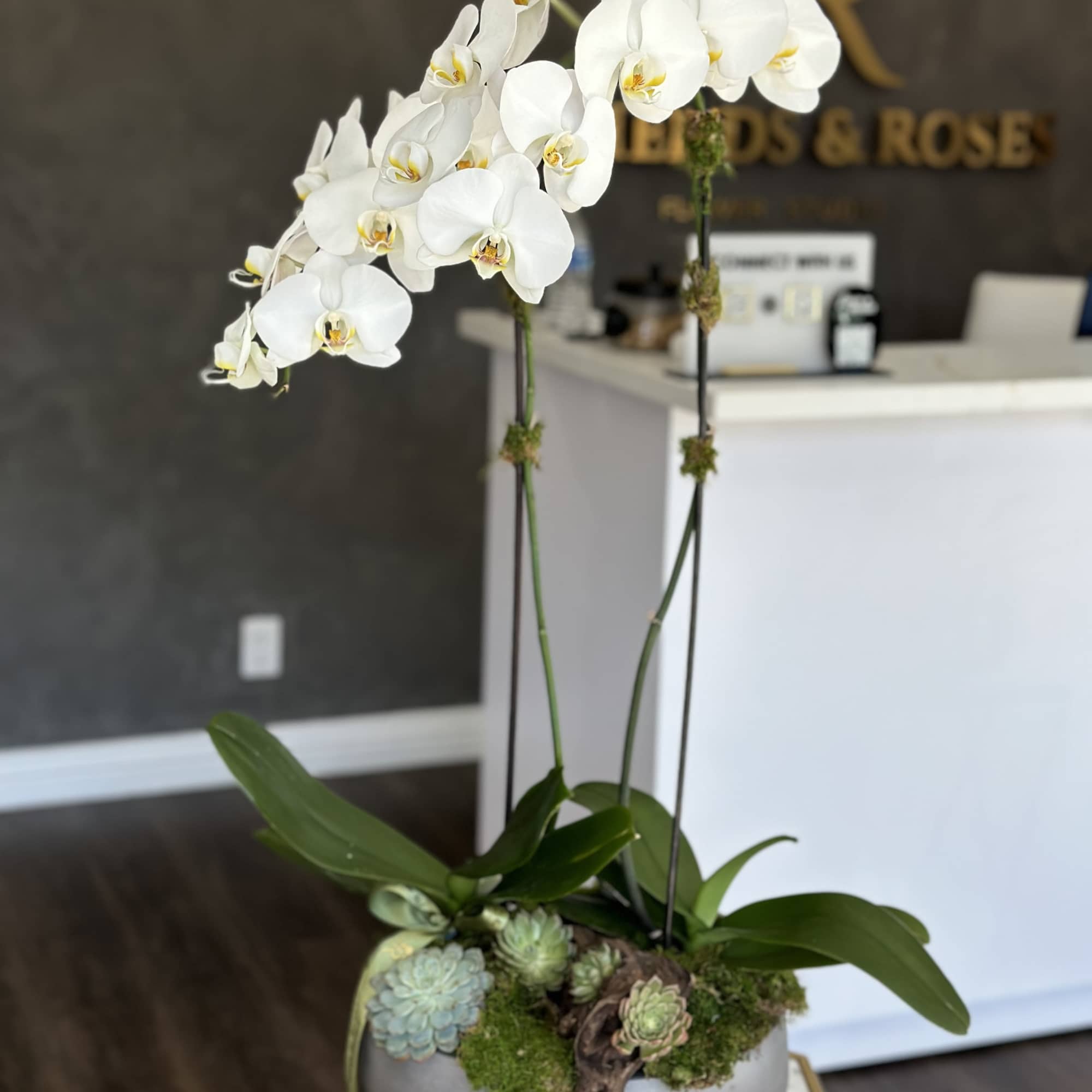 White orchid arrangement in a gray bowl with succulents