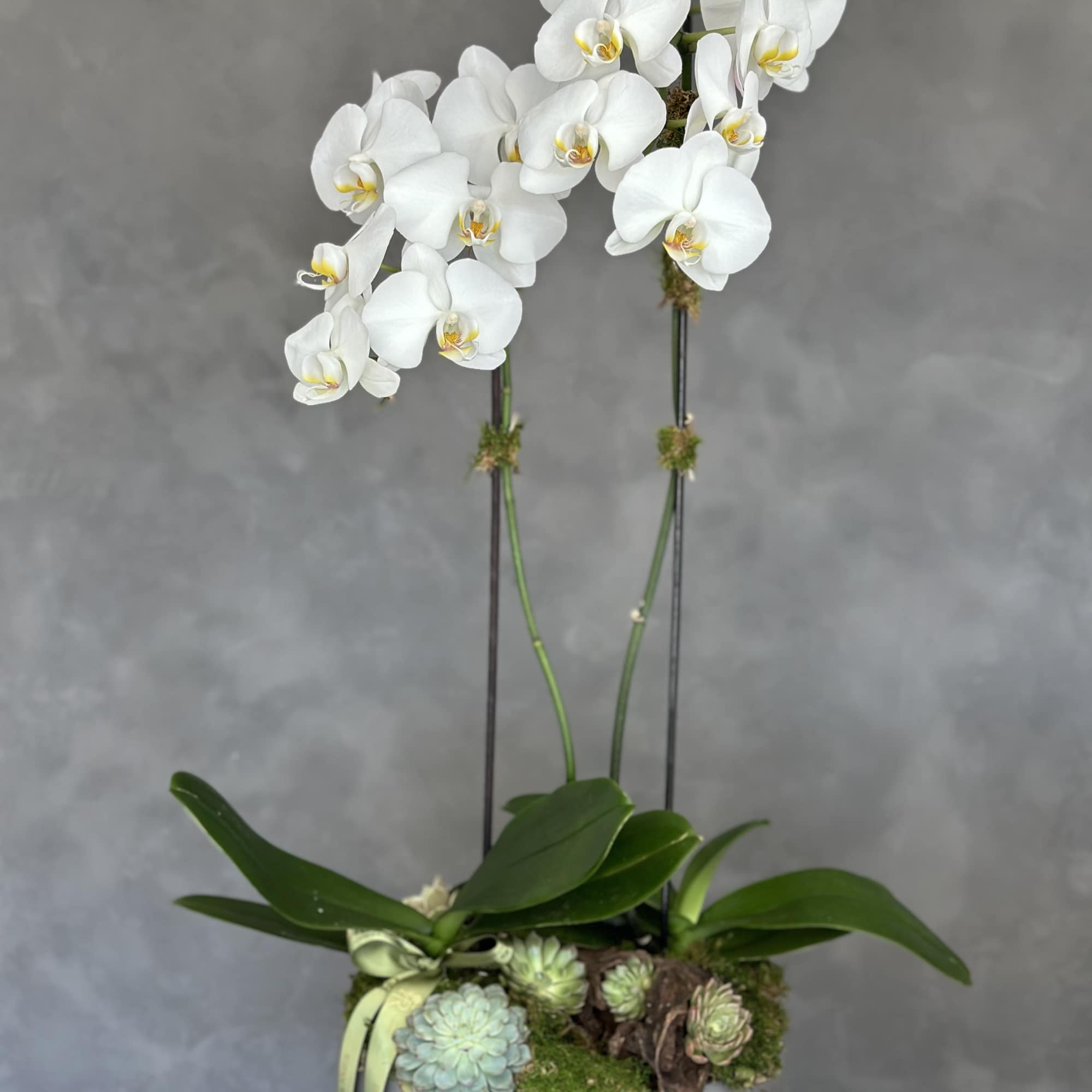 White orchids in a gray bowl with succulents and moss