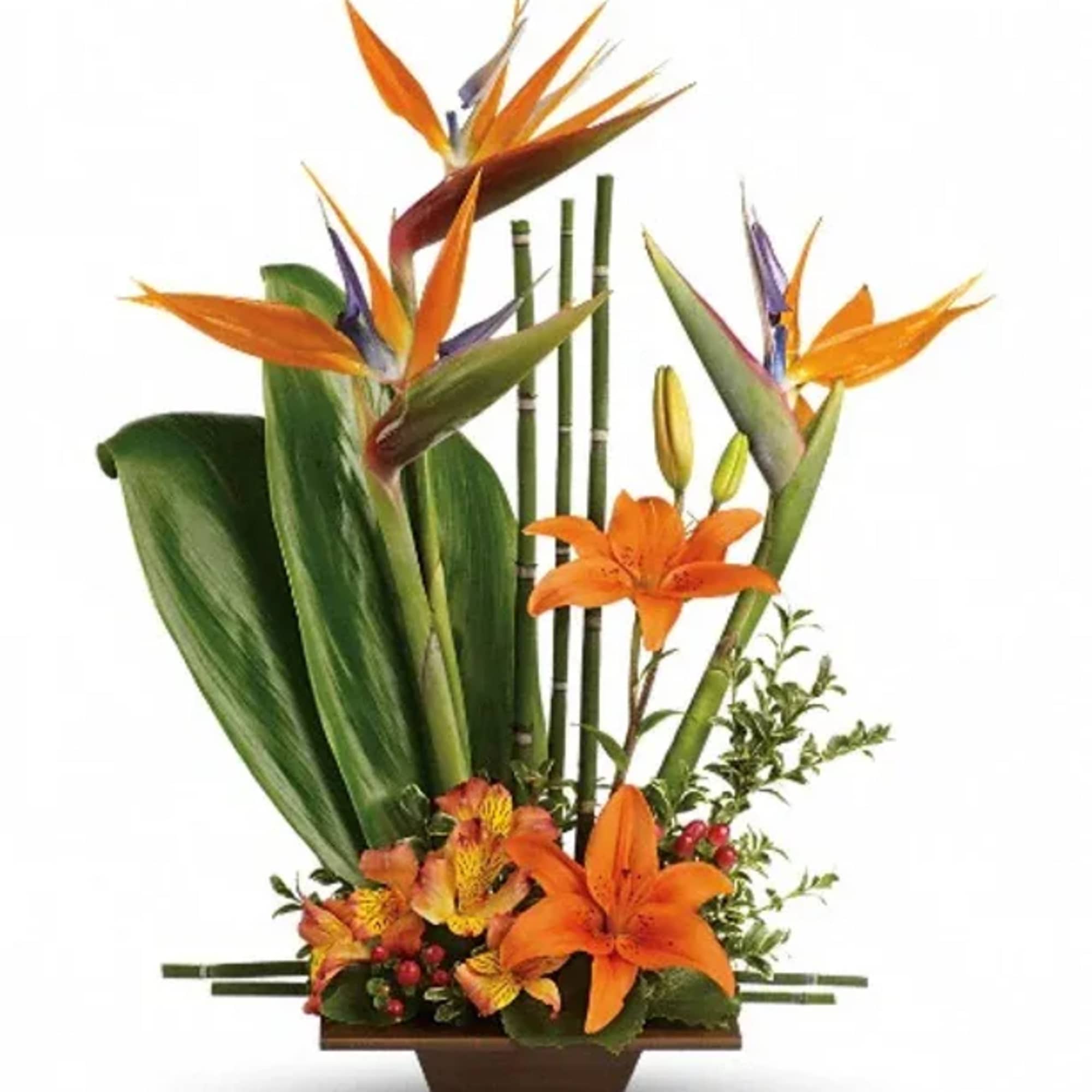 T77-1B Exotic Grace in South Ogden, UT | Floral Expressions
