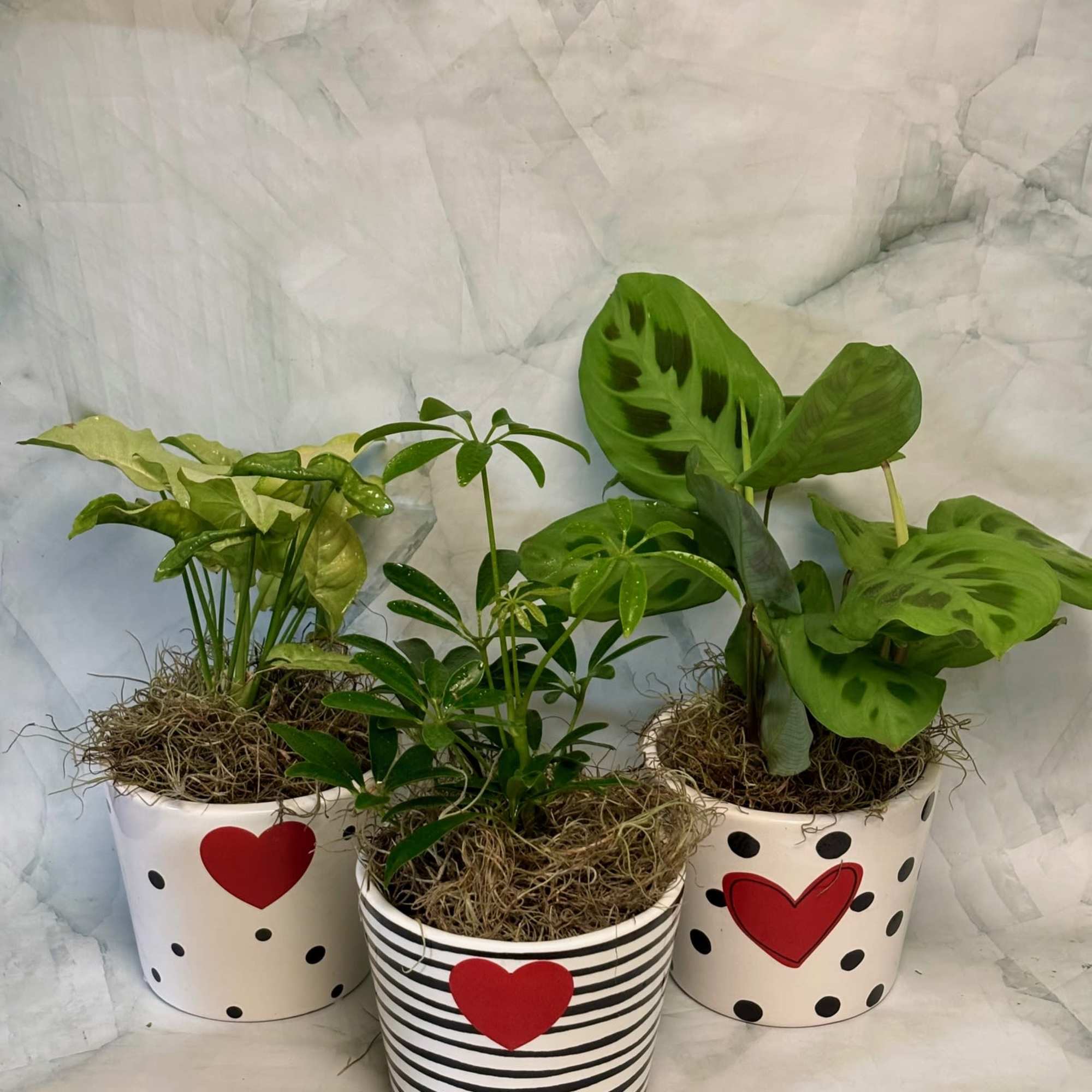 Three potted houseplants in heart-decorated containers