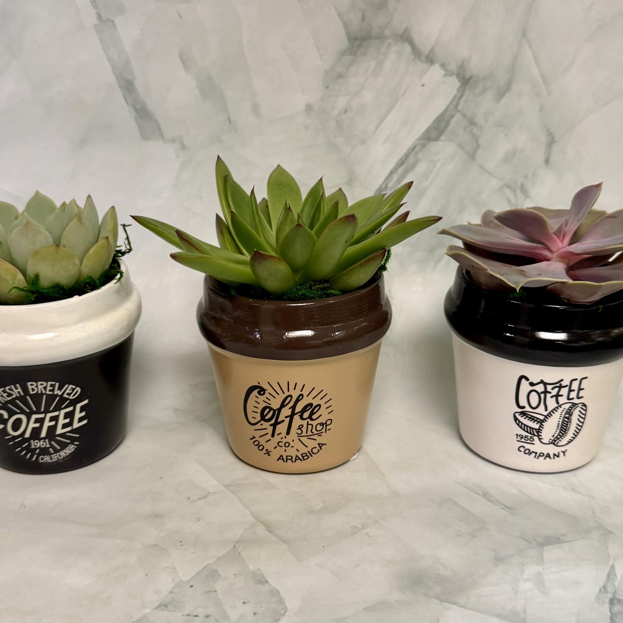 A playful coffee-themed succulent planter that brings modern, low-maintenance greenery to a