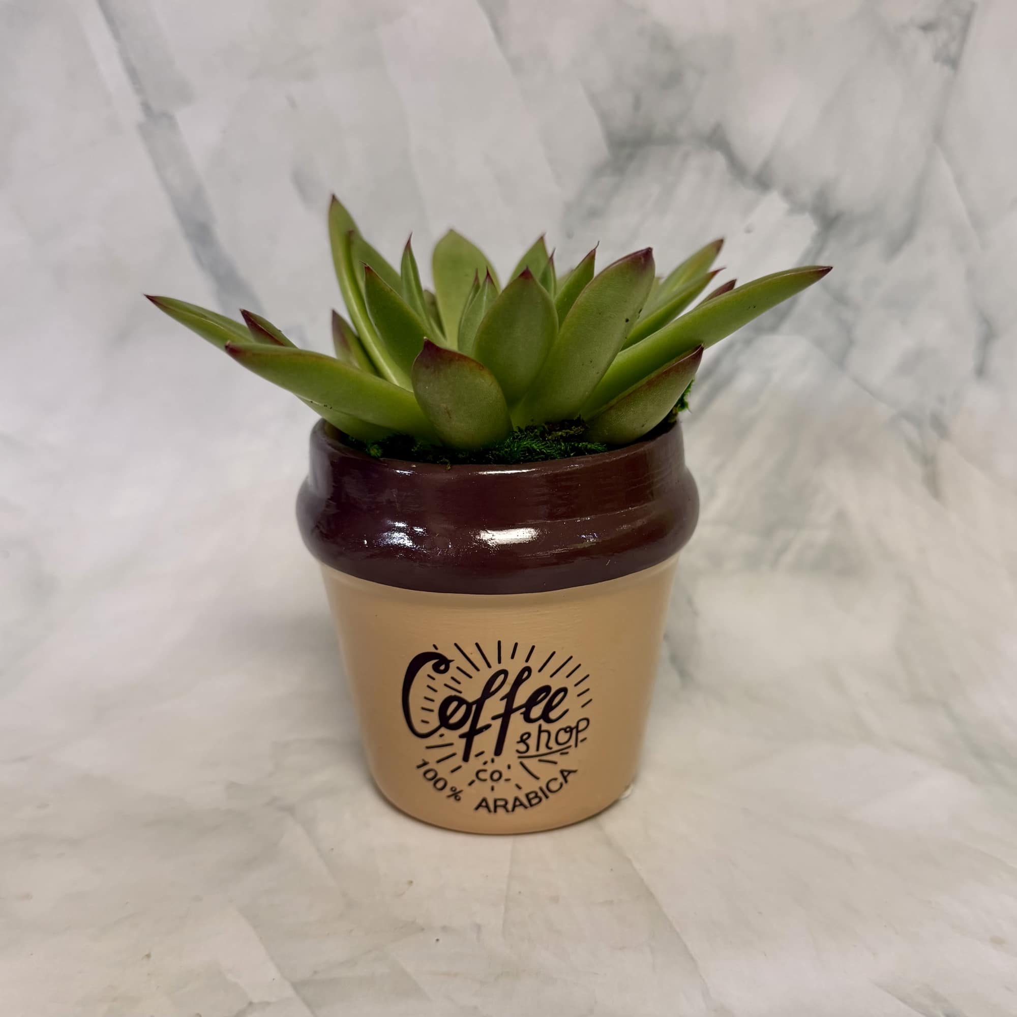 A playful coffee-themed succulent planter that brings modern, low-maintenance greenery to a, photo 4 of 4