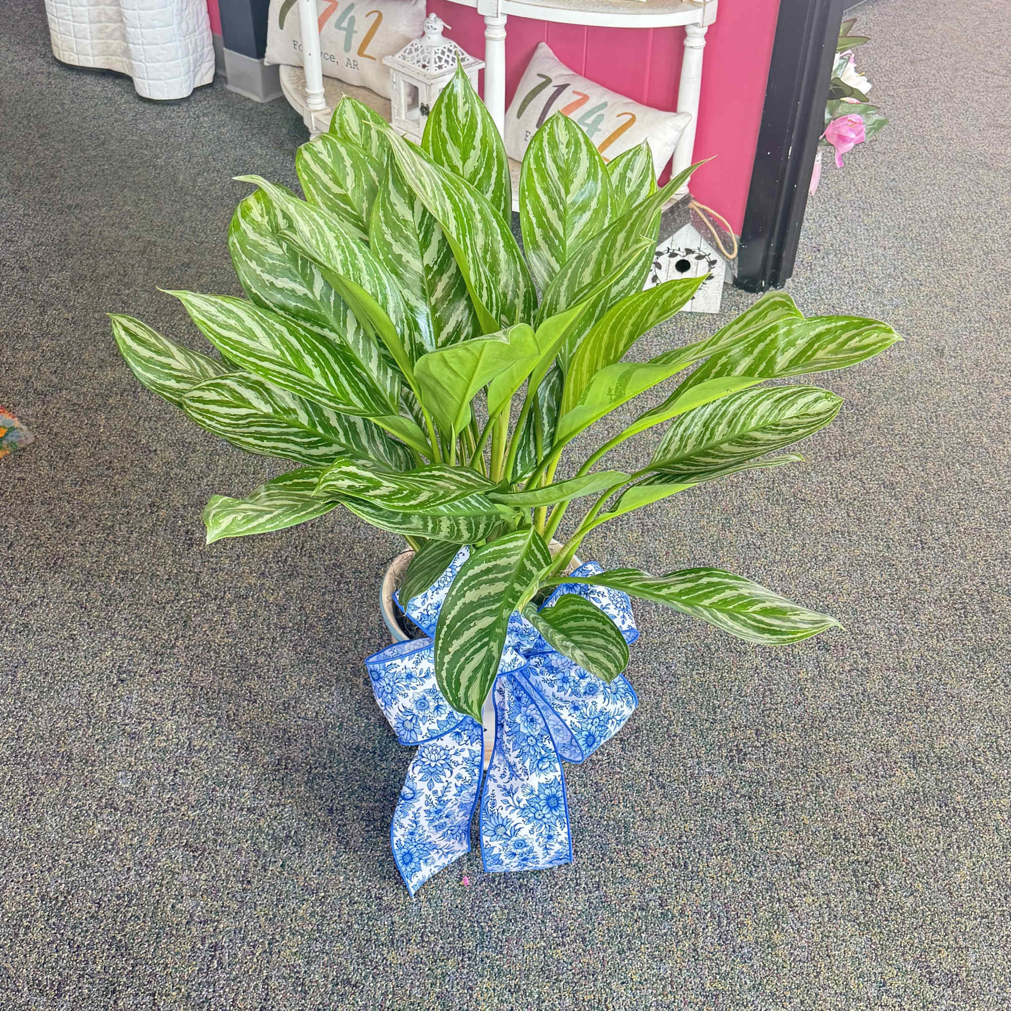 Potted green plant with variegated leaves accented by a large blue patterned bow.