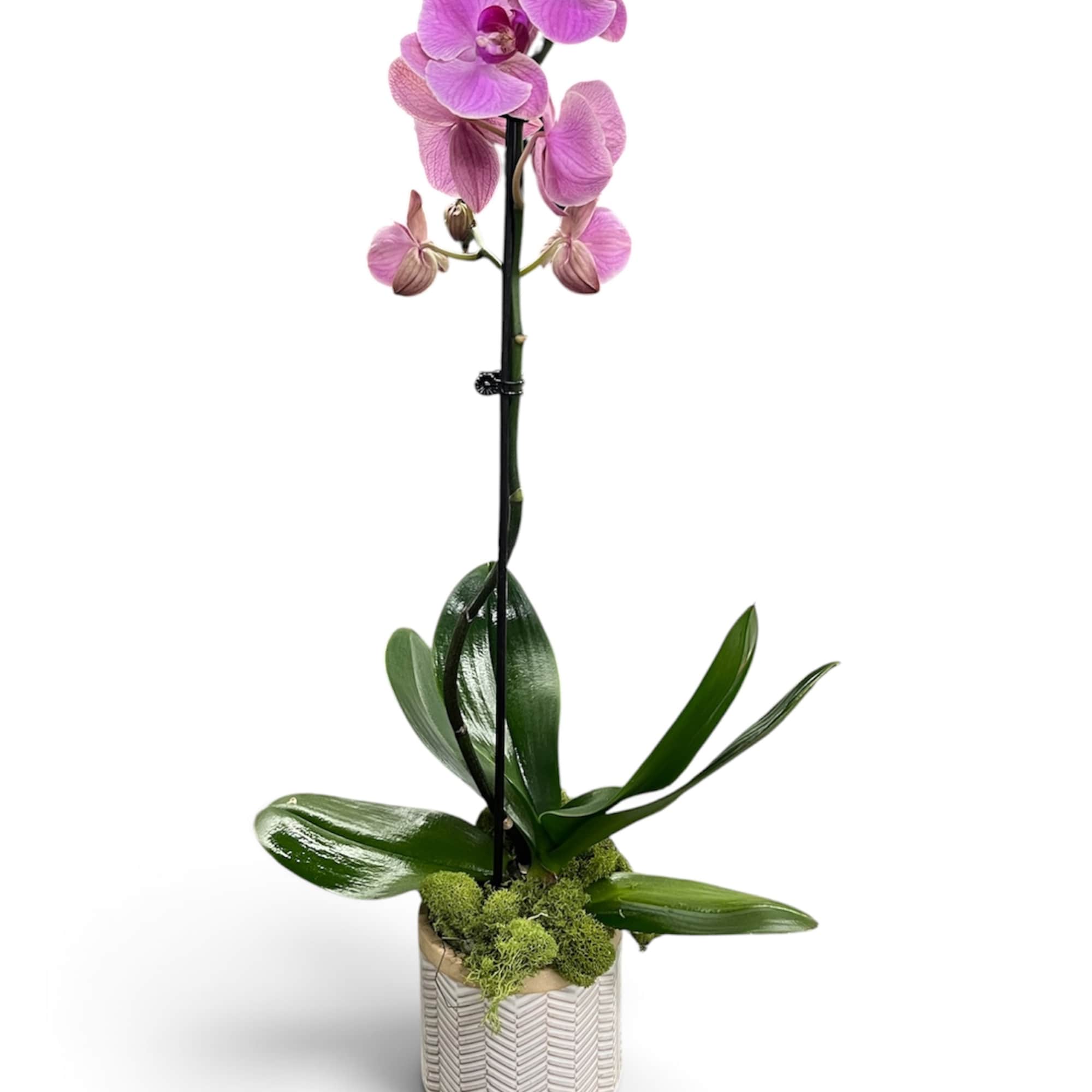 Pink orchid plant in a textured white pot