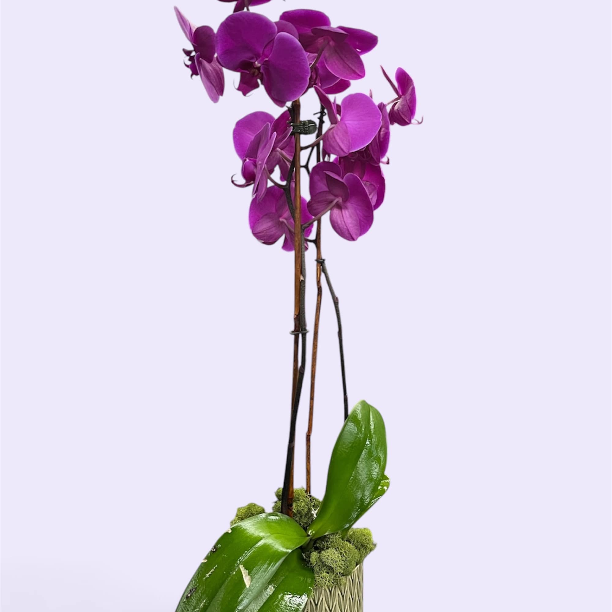 Purple orchid plant in a textured pot with glossy green leaves